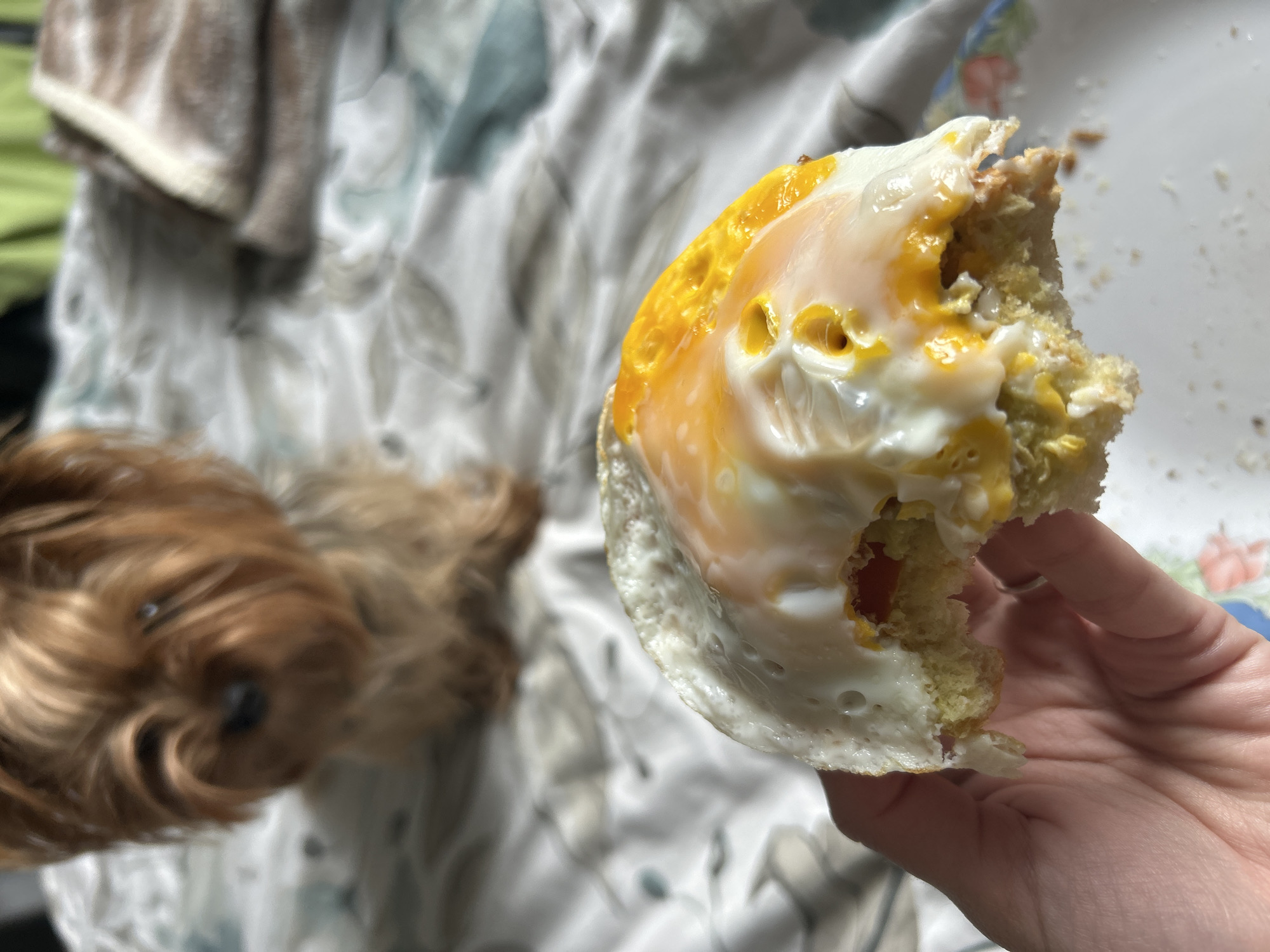 A hand holds a piece of bread topped with a fried egg. The egg's yolk is runny, with small holes appearing on the surface. A plate is partially visible in the background, with floral patterns on it. In the blurred background, a small, brown dog is visible along with a bed that has a light gray and white patterned sheet. The location is unknown, as there are no visual elements that directly associate the image with Burgas, Bulgaria or any specific city.