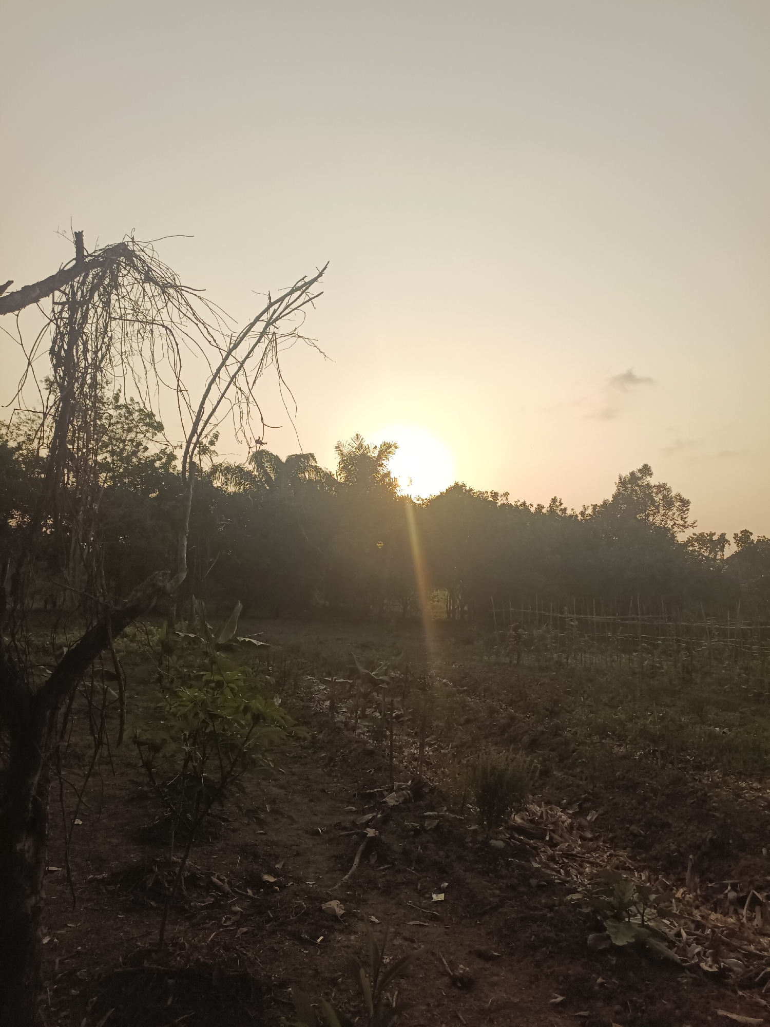 An outdoor, eye-level, medium shot captures a rural landscape at sunrise in Sangatta, Indonesia. The sun is partially obscured by a dense line of trees and foliage in the background, casting a warm, golden light across the scene. A faint lens flare emanates from the sun. In the foreground, a prominent, bare tree branch with tangled vines dominates the left side of the frame. The ground appears to be a mix of dark soil, scattered dry leaves, and some sparse vegetation. A rustic fence made of thin wooden posts runs horizontally through the middle ground, bordering a cultivated area. The sky is a soft, pale yellow with a hint of white, and a small, wispy cloud is visible on the right. No people or animals are present in the image.
