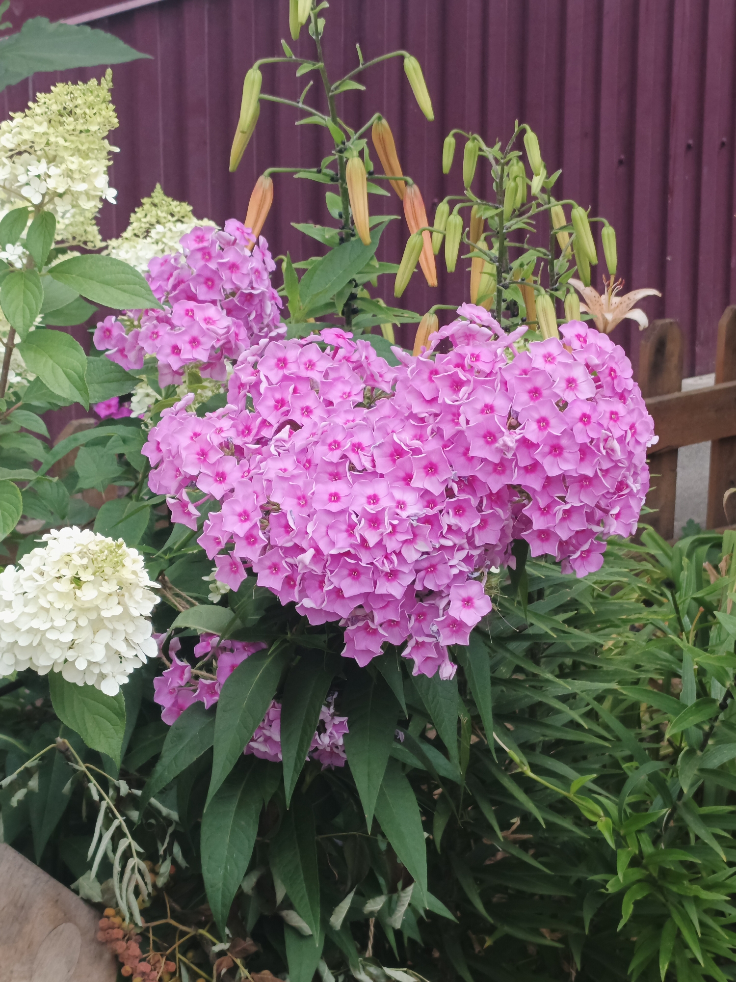 This is a close-up photograph of a garden with several types of flowers in bloom. The primary focus is a large cluster of vibrant pink phlox flowers in the foreground. To the left of the phlox, there is a cluster of white hydrangea flowers. Behind the phlox and hydrangea, a stalk of lilies with numerous green buds and a few partially opened, pale orange flowers is visible. The background consists of a dark purple corrugated metal fence and a section of a rustic wooden fence. Green foliage surrounds the flowers, creating a lush garden setting. The image appears to be taken outdoors during the daytime, with natural lighting. The scene is located in a garden in the city of Kurgan, Russia.