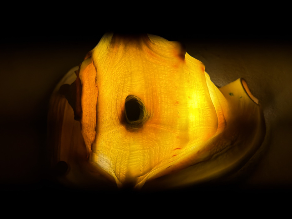 The image displays a close-up, backlit view of an irregularly shaped, translucent object, primarily rendered in warm tones of yellow and orange, against a deep black background. The object's surface exhibits a textured appearance with fine, undulating parallel lines and ridges, suggestive of organic material such as a dried leaf or a thin slice of fruit. A prominent, dark, irregularly ovular void or opening is centrally located within the object. Lighter yellow areas indicate greater translucence and light transmission, while darker orange and brownish hues mark thicker sections or edges. Scattered, small reddish specks are visible on the surface. No people, discernible actions, or specific environmental details identifying a location within Tel-Aviv, Israel, are visible within the frame.