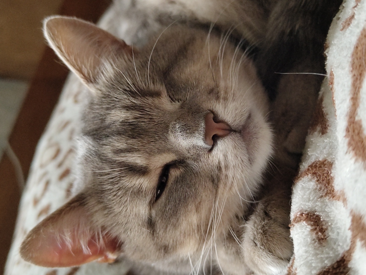 This is a close-up, overhead shot of a tabby cat sleeping. The cat is nestled in a soft, patterned blanket, with its head resting on its paws. Only the cat's face and ears are fully visible. The cat has grey and brown striped fur, with white whiskers. Its eyes are mostly closed, giving it a sleepy and relaxed appearance. The cat's nose is pink and appears to be slightly wet. The blanket is white with a brown geometric pattern. The background is blurred, but appears to be a wooden surface. The lighting is soft and natural, suggesting it might be daytime. The overall mood of the image is peaceful and cozy. There is no visible text in the image.