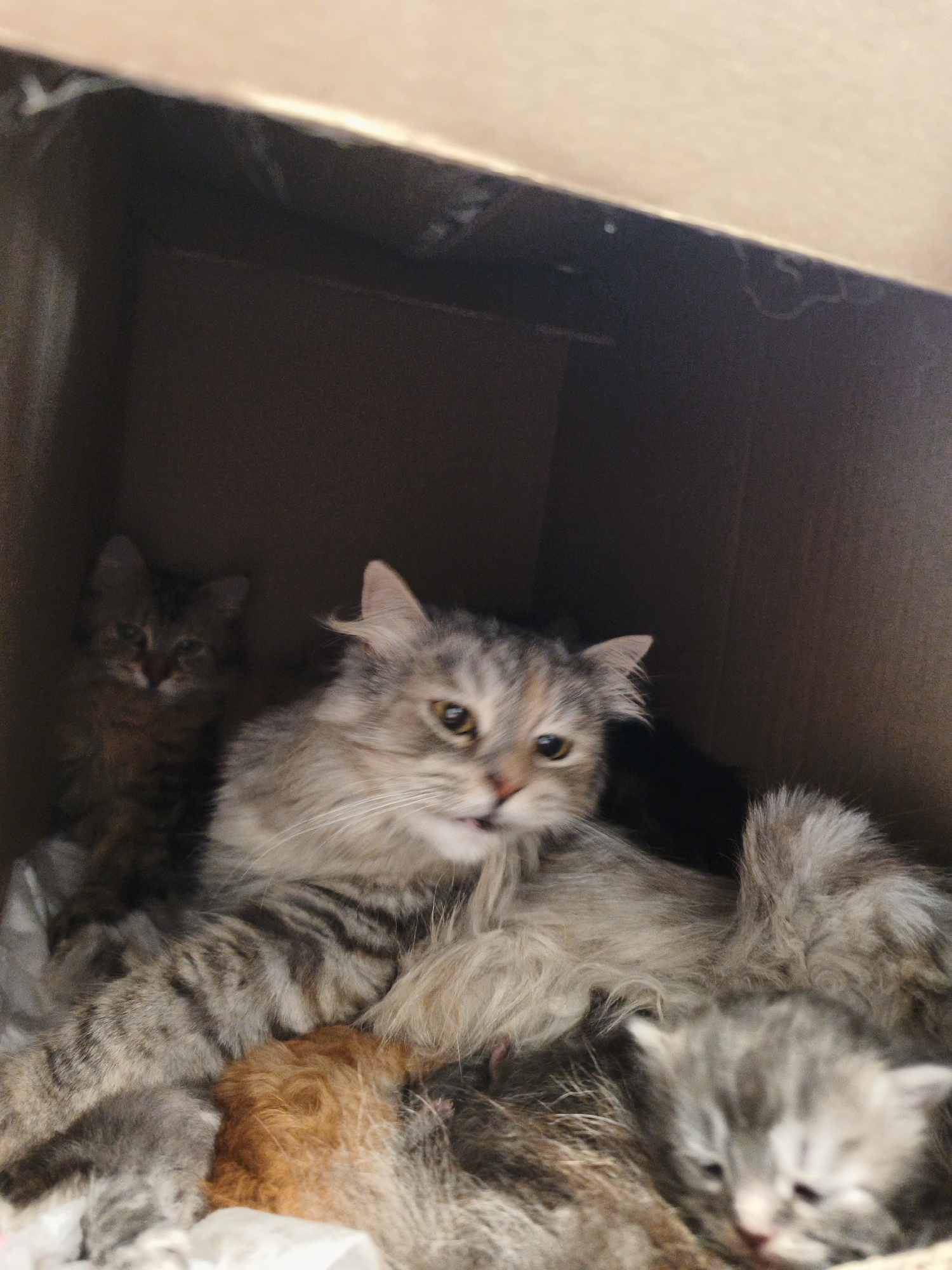 In a cardboard box, a fluffy, grey and tan cat, presumed to be the mother, rests with several kittens. The mother cat has yellow eyes and is looking to the right of the frame. Several kittens are nestled around her. One tiny kitten with ginger fur is visible in the center of the frame. Another grey kitten with striped markings is positioned on the left side of the mother cat. A third grey kitten with darker stripes is on the right side of the mother cat. The box appears to be made of plain brown cardboard, and the lighting suggests it is indoors, possibly in a dark room or storage area, given the shadows. There are no people present in the image.