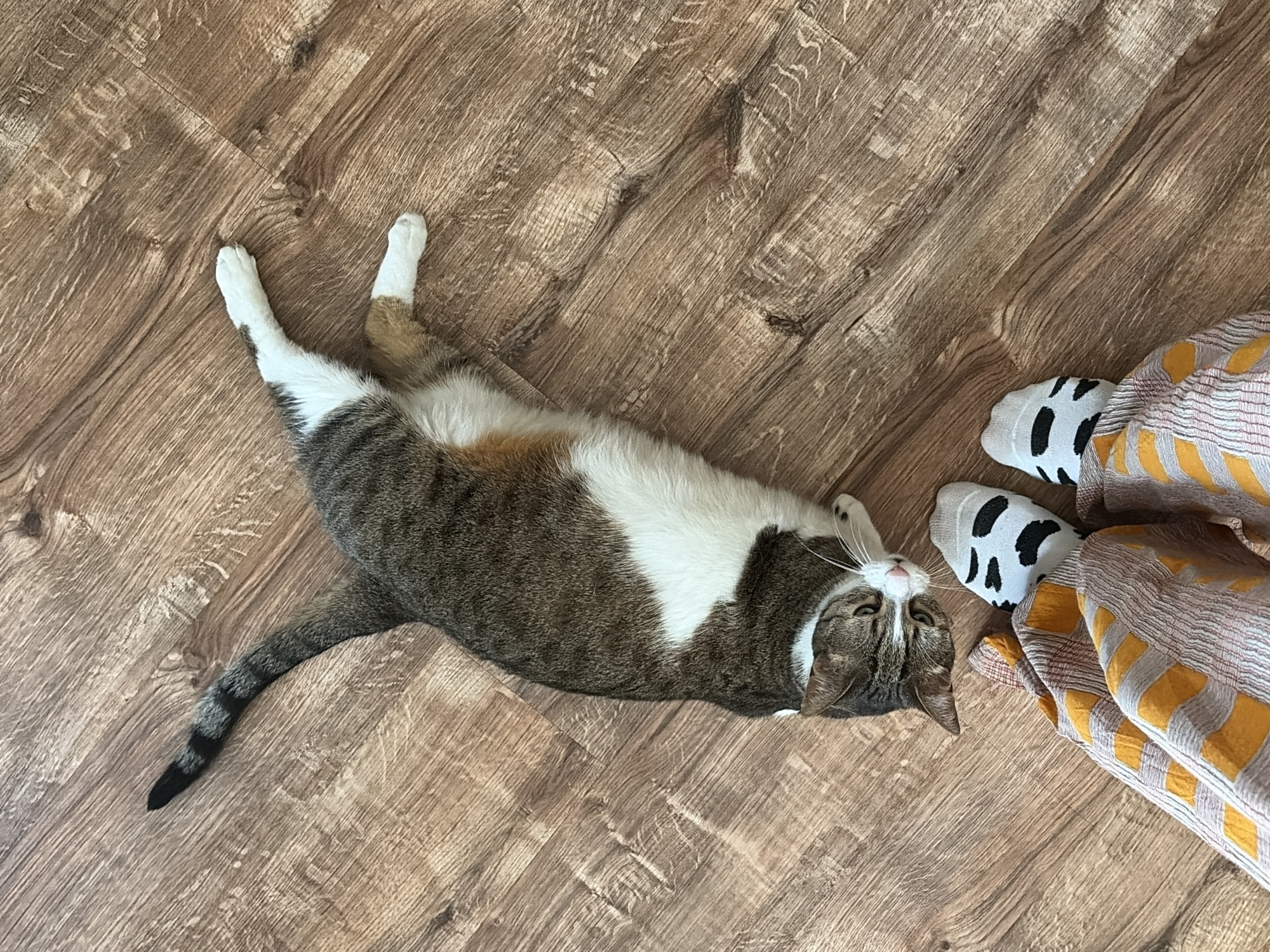 A tabby and white cat is lying on its side on a wooden floor, looking up at the camera. The cat's tail is extended upwards and to the left, and its front paws are visible near the bottom of the frame. In the foreground, a person's legs are visible, wearing striped pants and socks with a cow-print pattern. The floor appears to be made of laminate wood planks. The scene is indoors, with no indication of the specific location within a city.