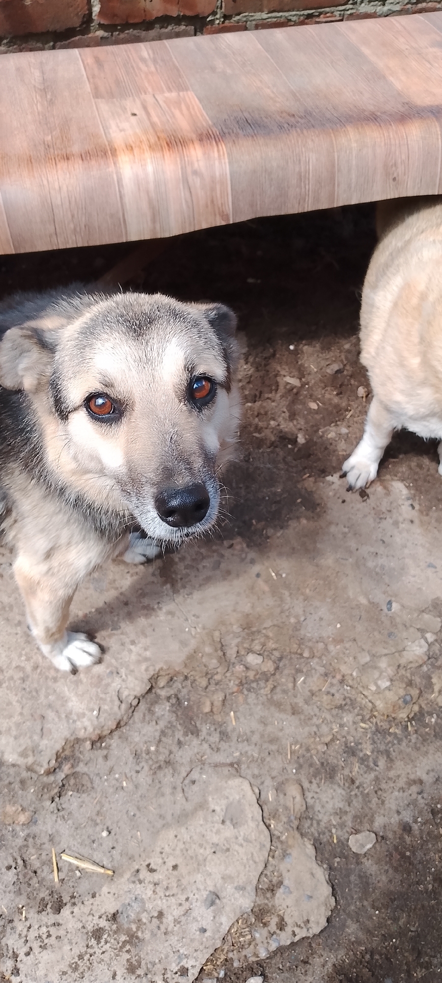 A medium-sized dog with grey and black fur and striking amber eyes is the primary subject of the image. It is positioned in the foreground, looking directly at the camera with its head slightly tilted. The dog is standing on a rough, concrete-like ground surface, which shows some signs of wear and tear, including cracks and scattered debris, possibly straw or small twigs.
Behind the dog, a portion of another dog, light in color and appearing to be a hindquarters and leg, is visible on the right side of the frame. This second dog is standing slightly further back and out of focus.
Overhead, a wooden structure casts a shadow, creating a partially enclosed space. The texture of the wood appears to be laminate or painted, with visible grain patterns. Above the wooden structure, a brick wall is partially visible, indicating an outdoor setting. The lighting suggests it is daytime, with sunlight creating shadows and highlighting textures.
There are no people visible in the image. The scene appears to be an outdoor enclosure or yard, possibly a kennel or a backyard area. The overall impression is a candid snapshot of dogs in their environment.
Based on the information available, the location is in Belgorod, Russia.