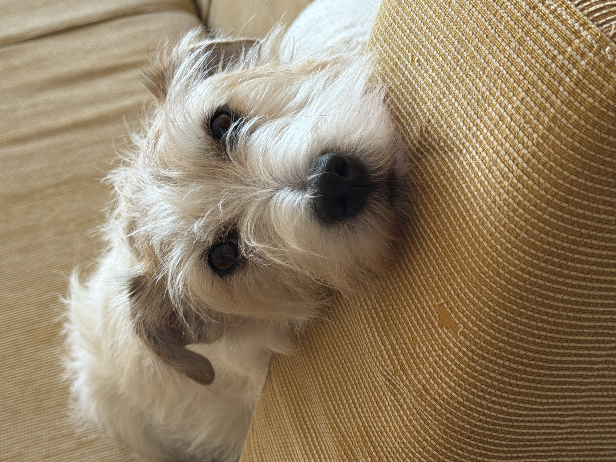A close-up image captures a small to medium-sized canine, likely a terrier-type breed, resting indoors. The dog features a scruffy, shaggy coat, predominantly white or off-white with some light brown or tan markings visible on its ears and possibly around its face. Its dark, round eyes are directed forward, and a prominent black nose is visible at the center of its face, which is framed by ample facial hair. The dog's body is partially visible, suggesting it is lying down, with its head resting on a cushioned surface. This surface is upholstered in a textured fabric of a mustard-yellow or golden-brown hue, characterized by distinct parallel rows of lighter, somewhat raised stitching, creating a ribbed pattern. The background consists of more of this same upholstered material, suggesting the dog is resting on a sofa or armchair. The lighting is soft and consistent, illuminating the dog's fur and the fabric texture. The scene depicts a tranquil, domestic setting. The image provides no visual information to determine a specific geographical location, such as Tel-Aviv, Israel.