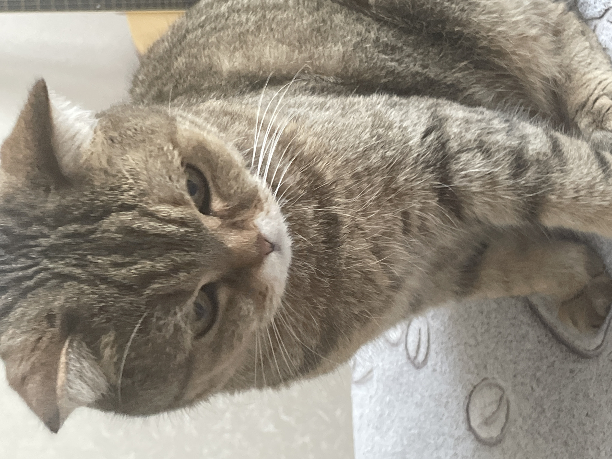 An adult Scottish Fold cat with tabby markings is sitting on a surface with a patterned texture, likely a blanket or upholstery. The cat is looking downwards with a solemn expression. Its ears are folded forward. The background is softly lit and appears to be an indoor environment. The image is a close-up shot, focusing on the cat's face and upper body. The location is unknown, Russia.