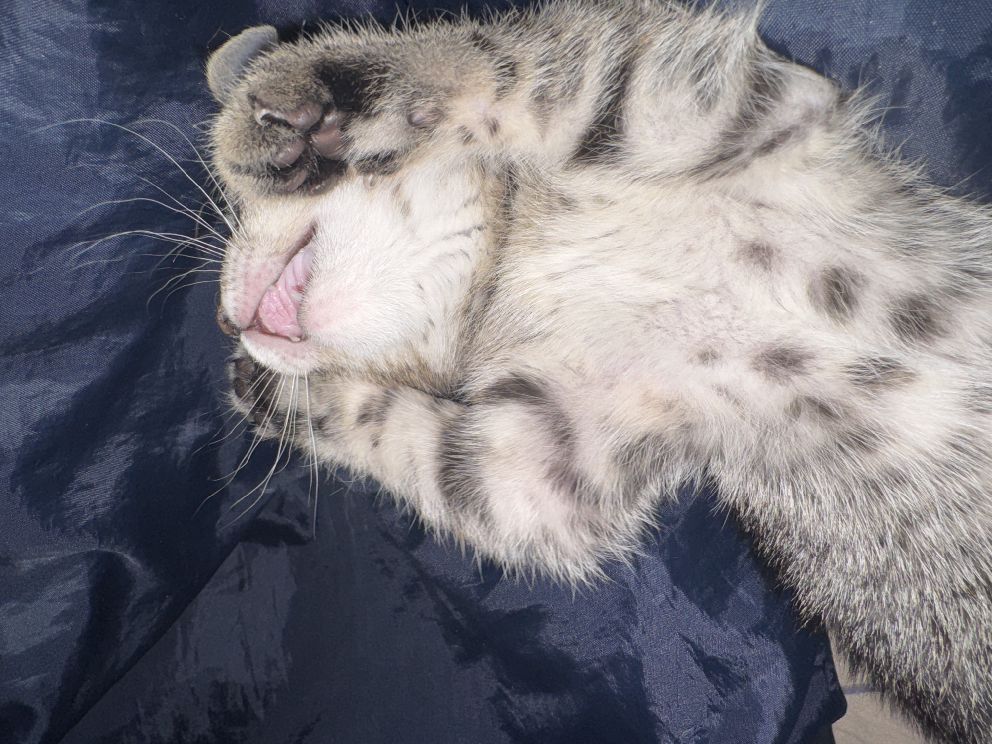 A gray, spotted cat lies on its back on a dark blue fabric. The cat's face is visible with its mouth slightly open, revealing its pink tongue. Its paws are near its face. The environment suggests an indoor setting. There is no evidence suggesting the location is in the city of Chaikovsky, Russia.