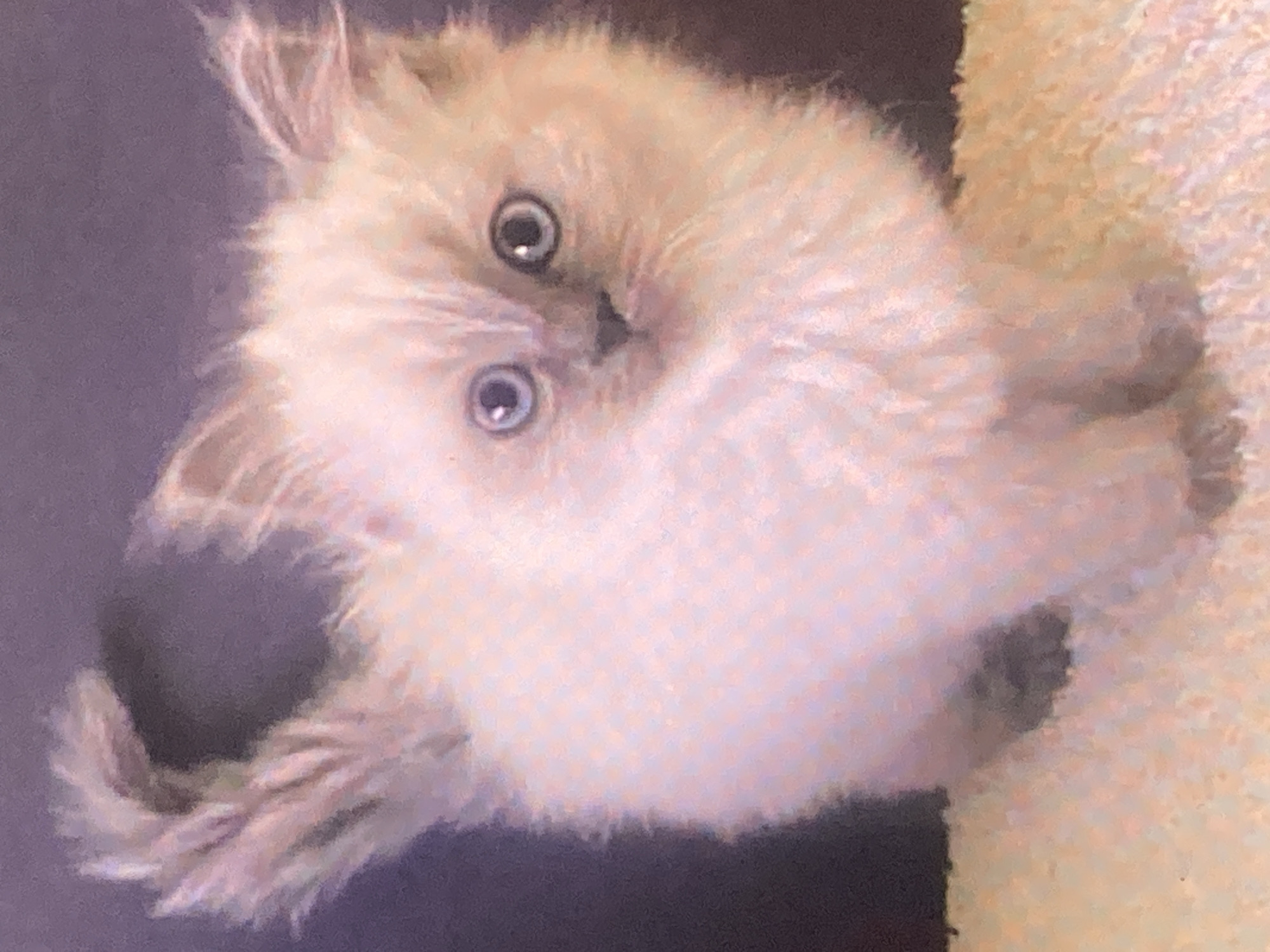A fluffy, light-colored kitten with blue eyes is the subject of the image. It is facing the camera, with its ears perked and its tail held high and fluffy. The kitten is standing on a textured surface, possibly a rug or carpet, which is a pale orange or beige color. The background is a dark, mottled purple. There are no people or other animals visible in the image. The image appears to be a close-up photograph taken in a domestic setting, and there is no information available to connect it to the city of Ustyvytsia, Ukraine.
