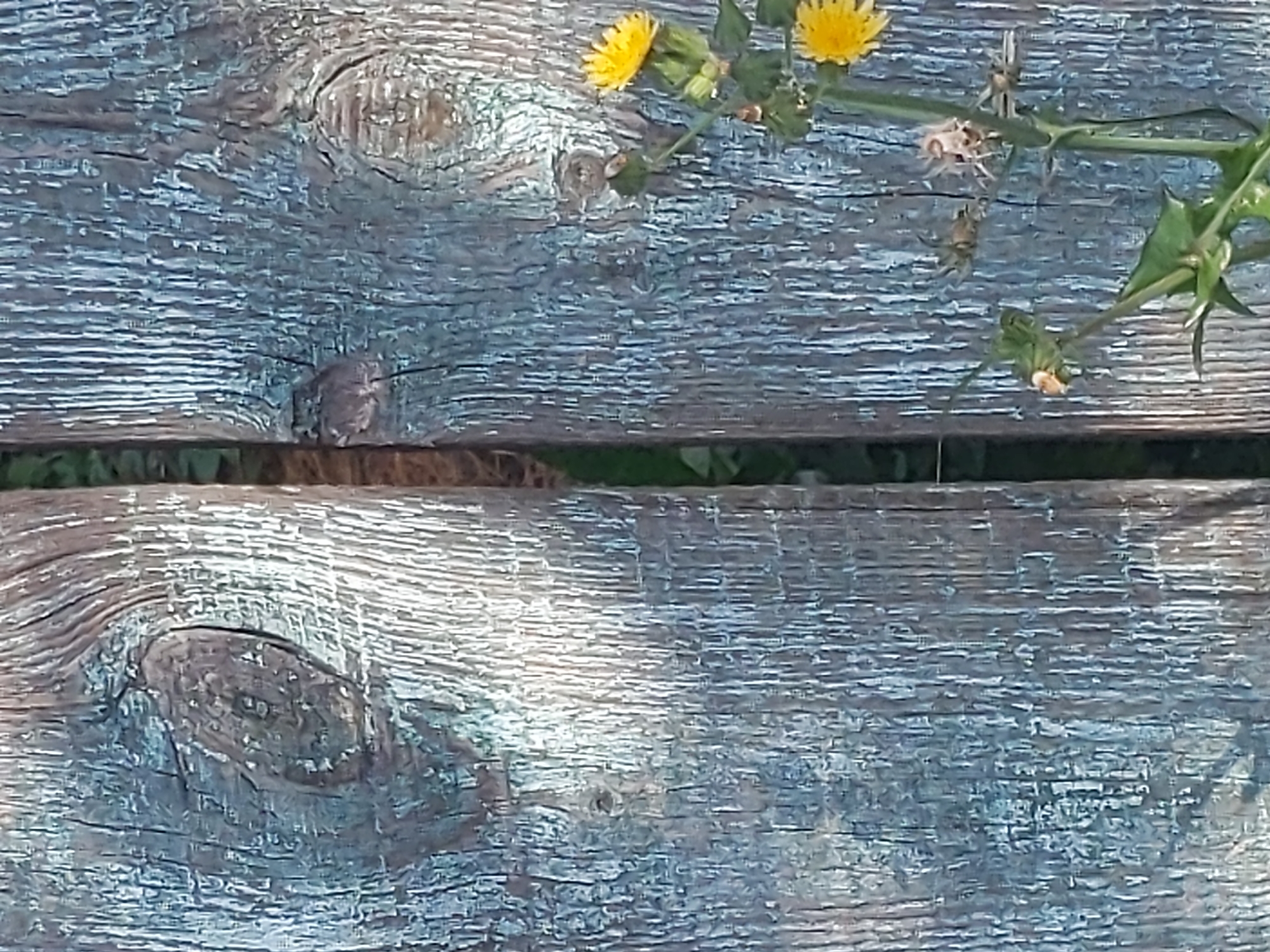 The image shows a close-up view of weathered, blue-painted wooden planks with a vertical gap between them. The wood grain is visible, and there are knotholes. To the right of the planks, a small plant with yellow flowers and green leaves is growing. The environment appears to be outdoors, possibly in a garden or park. There is no indication of the specific location in Kyiv, Ukraine.
