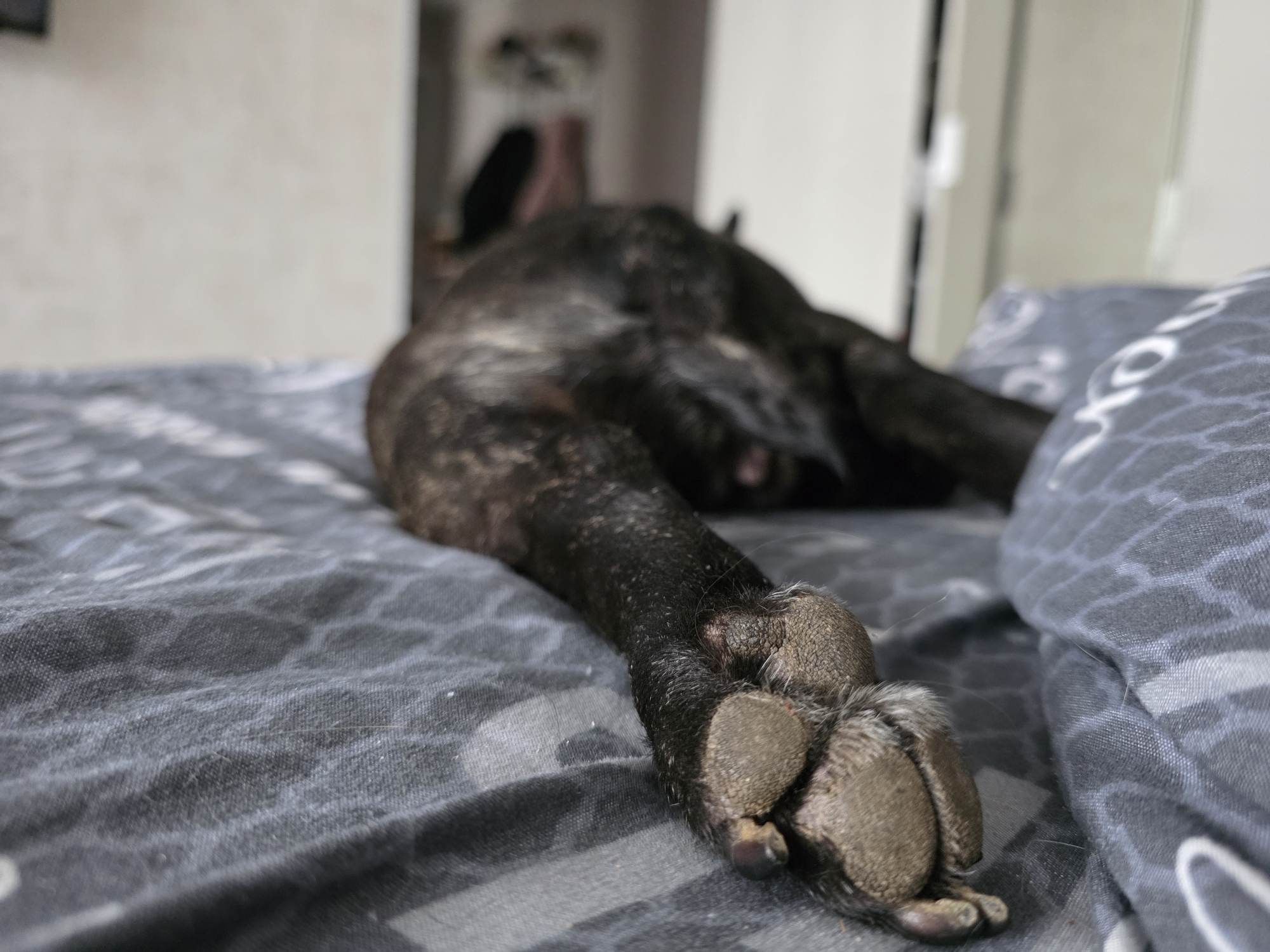 A close-up shows the front leg and paw of a brindle-colored dog lying on a bed covered with grey patterned bedding. The dog's body is mostly out of focus in the background. A partly open white door and a blurred object are visible further back. There's no indication the location is in Chaikovsky, Russia.