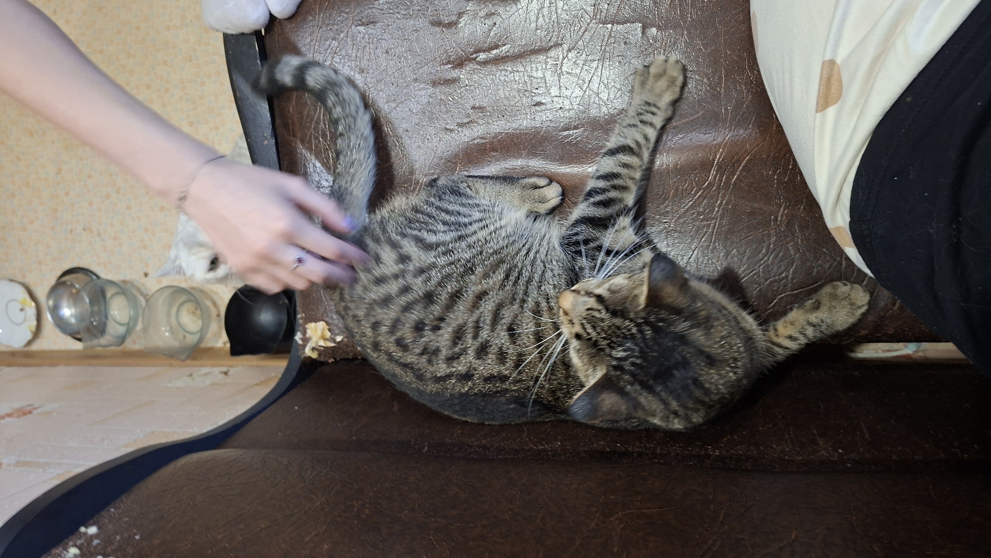 The image depicts an indoor scene, likely a residential setting, with a tabby cat lying on a dark brown leather-like surface. A person's hand is visible petting the cat's back and tail. In the background, there are several glass bowls and a white cat. The overall environment suggests a casual, domestic space. The location in the city of Myadzyel, Belarus, is not discernible from the visual information provided in the image.