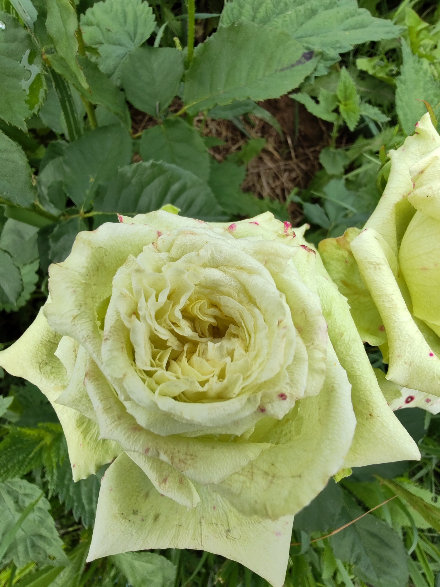 A close-up, high-angle shot focuses on two pale yellow roses, one in full bloom and the other partially visible. The primary rose, located in the center of the frame, exhibits tightly packed petals forming a dense, swirling pattern in its core. The outer petals are more unfurled, revealing a slightly wilting texture and scattered small, reddish-pink spots. The second rose, to the right, shows several elongated, cylindrical petals. The roses are nestled among lush, dark green foliage. The environment appears to be an outdoor garden setting, possibly in Чухлэм, Russia, given the foliage and natural light. No people are present.