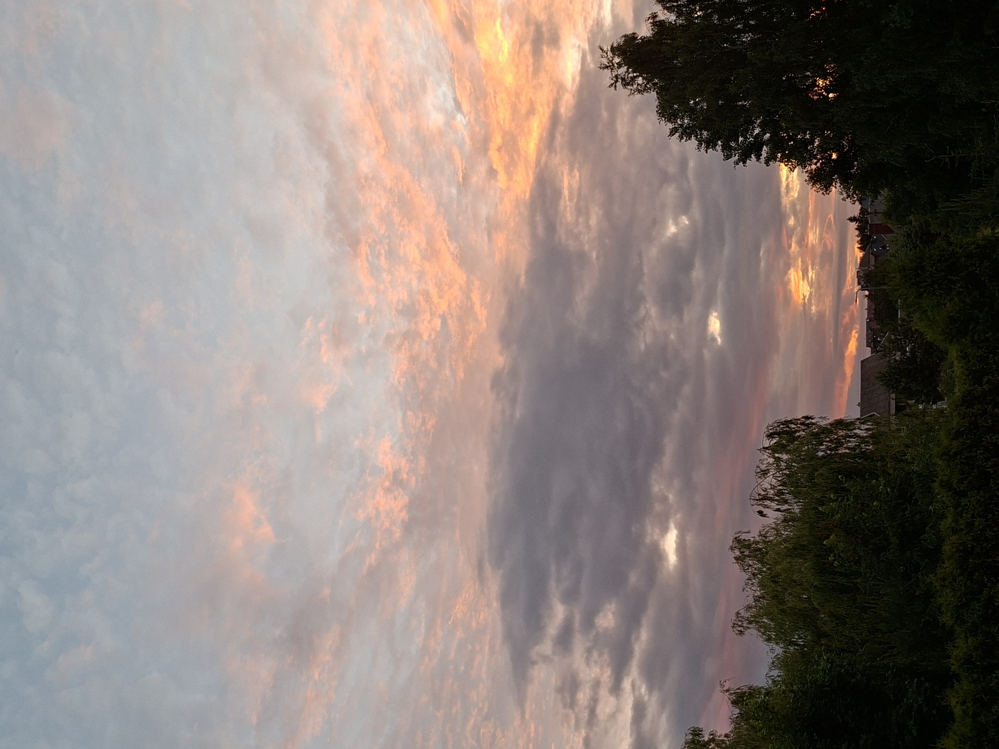 The image depicts a twilight sky over the city of Alytus, Lithuania, characterized by a mix of pink and gray clouds. The sky transitions from a lighter blue at the top to darker hues towards the horizon. In the foreground, dense green foliage, including trees with weeping branches and other shrubs, forms a dark silhouette against the colorful sky. Partially visible in the background are rooftops of houses and what appears to be a street lamp, suggesting a residential area. The lighting indicates either sunrise or sunset.