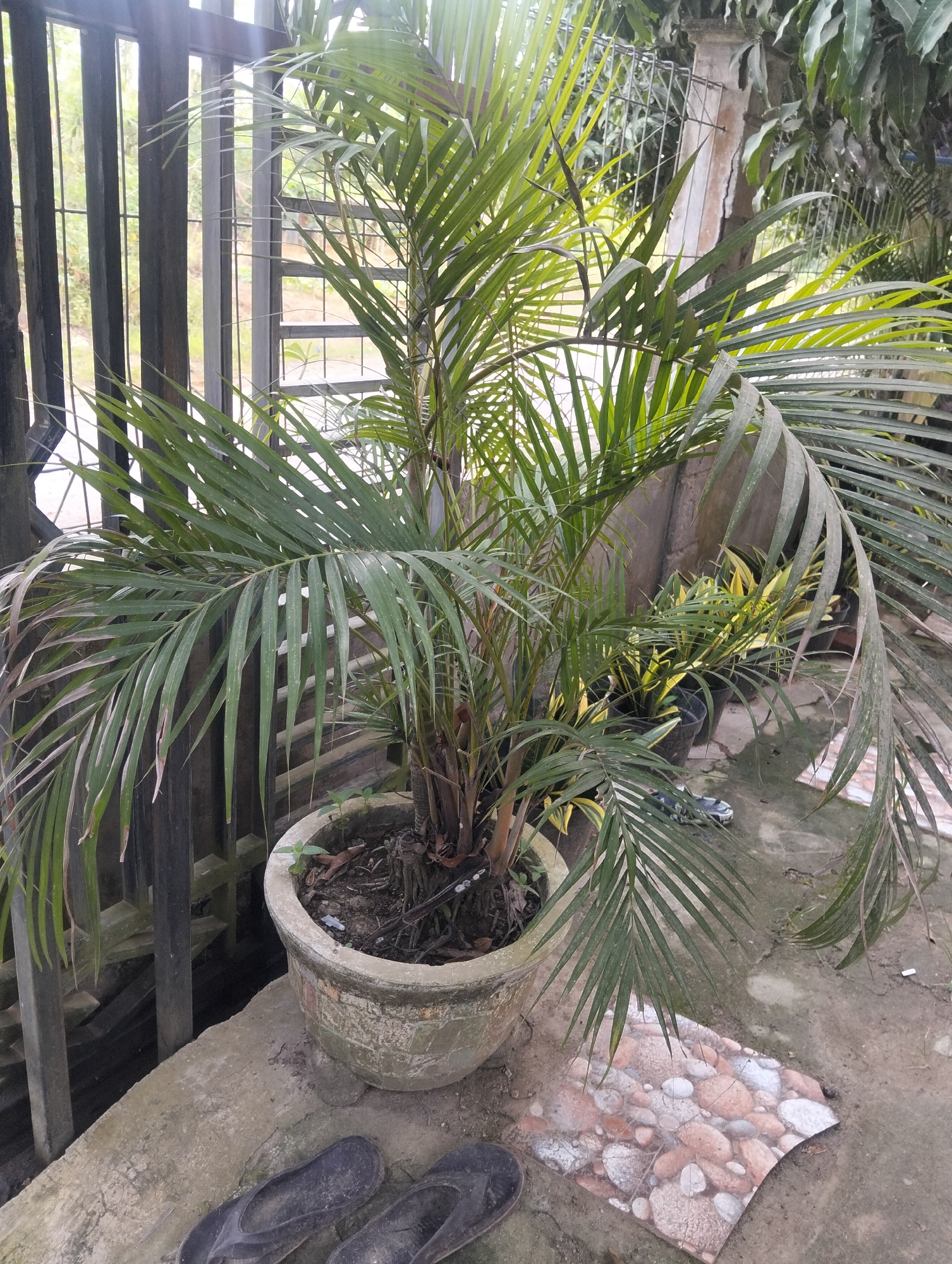 The image depicts an outdoor scene in Payagaboh, Indonesia, featuring a potted palm tree as the central subject. The palm tree, with its long, green fronds, is situated in a weathered, light-colored pot on a concrete surface. Behind the palm tree, a dark metal fence with vertical bars is visible, suggesting a property boundary or enclosure. Beyond the fence, lush green foliage indicates a natural or garden environment. To the right of the palm tree, other potted plants with yellow and green leaves are present, adding to the garden-like atmosphere. A broken tile with a stone pattern lies on the ground in front of the potted plants. In the foreground, a pair of dark-colored flip-flops are placed on the concrete, implying recent human presence. The overall environment suggests a residential outdoor area or a garden space.