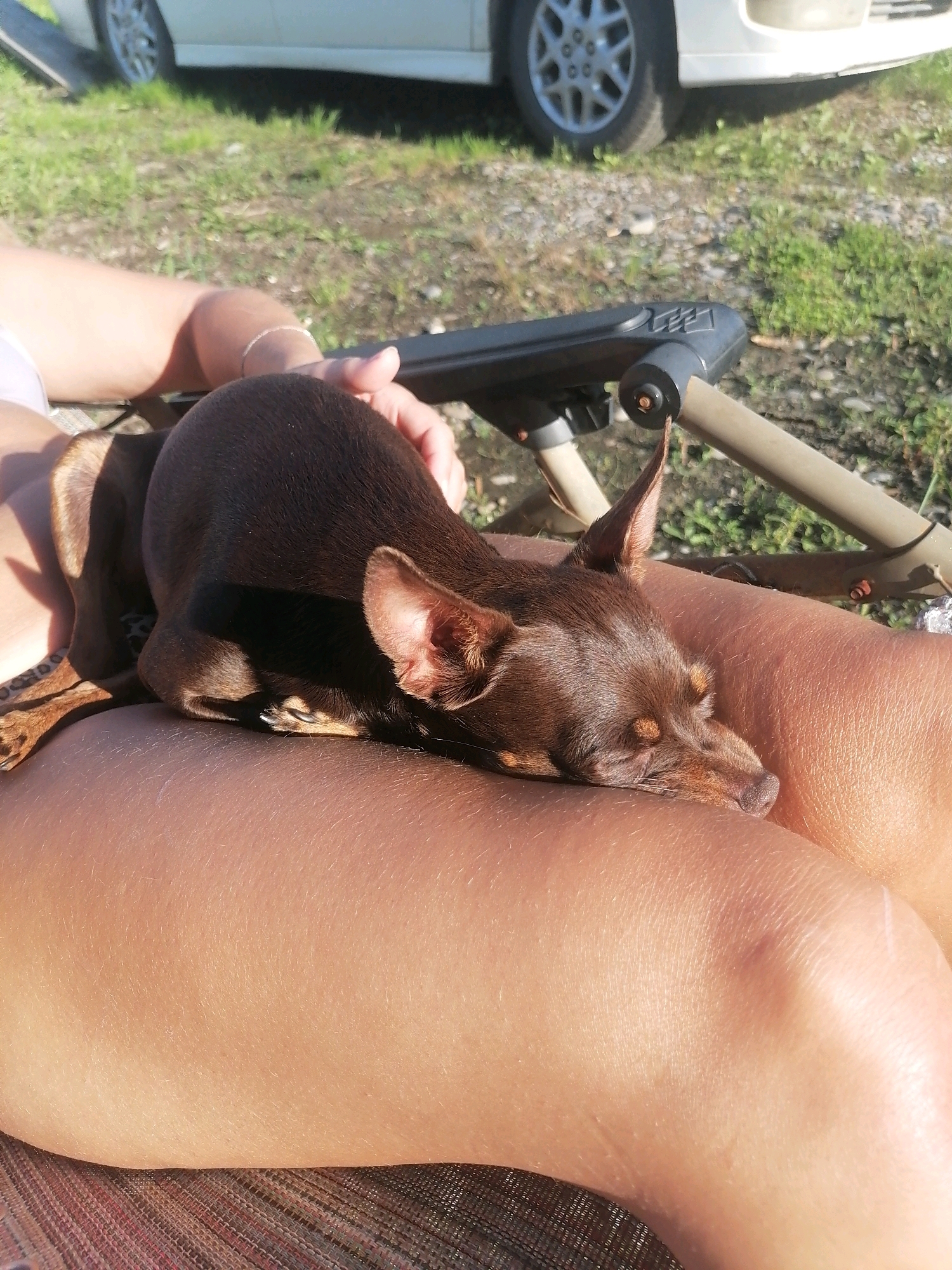 A small, brown dog is sleeping peacefully on a person's lap. The dog is lying on its side with its eyes closed, and its head is resting on the person's upper thigh. The person's hand is gently resting on the dog's back, and their fingers are lightly touching the dog's fur. The scene appears to be outdoors, with grass and a car visible in the background. The overall impression is one of warmth, comfort, and peaceful relaxation. The image was captured in Novopokrovka, Russia.