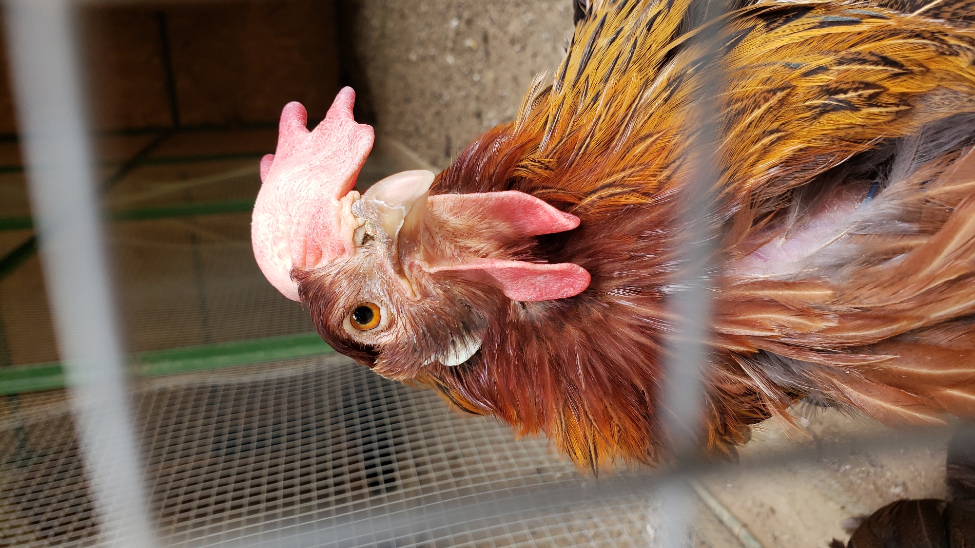 A close-up, vertical shot captures a chicken's head and upper body within a cage. The chicken, predominantly brown and gold, has a distinctive pink comb and wattles. Its eye is open and appears to be looking forward. The background shows a wire mesh cage, with some of the cage bars blurred in the foreground. Beyond the cage, a textured surface, possibly dirt or sand, and the blurred outline of a structure are visible. The scene is an outdoor enclosure in Prešov, Slovakia.