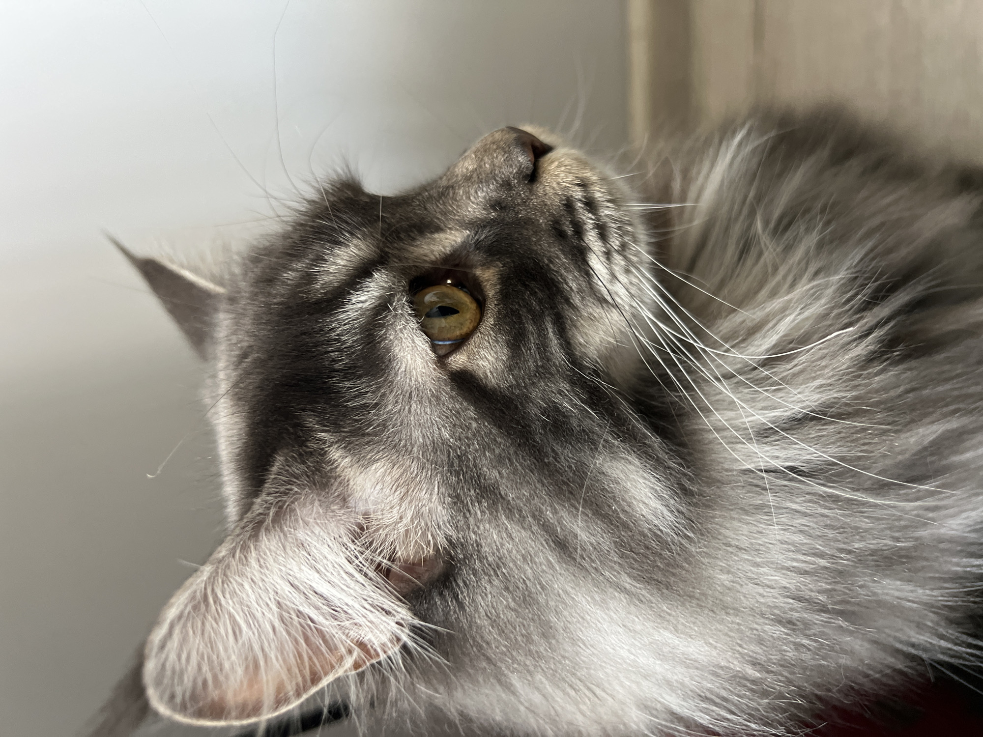 A close-up, slightly underlit, angled shot of a gray tabby cat. The cat is tilting its head back, with one ear visible on the lower left and the other near the top left. The cat's nose is directed upwards, and one golden eye is visible, reflecting light. Long white whiskers radiate outwards from the cat's face. The background is a neutral, off-white tone. There is no evidence to suggest the location is in Ternopil, Ukraine.