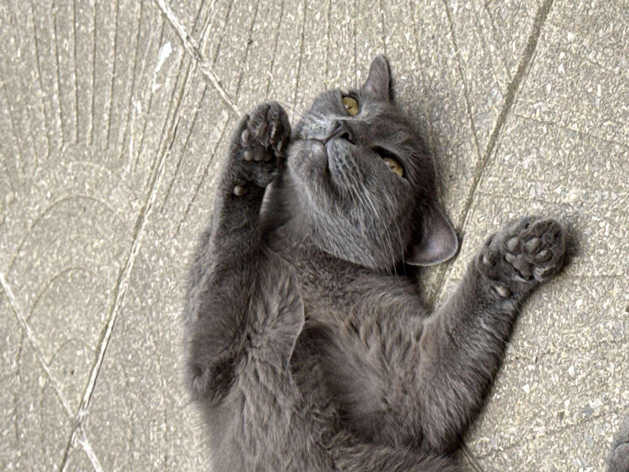 An adult domestic cat lies on its back on a stone-paved surface. The cat is a solid grey color and appears relaxed, with its paws in the air. The stone pavement has a textured pattern with visible lines and small pebbles. The scene is outdoors, and there is no indication of the specific location in Sofia, Bulgaria, beyond being a paved outdoor area.