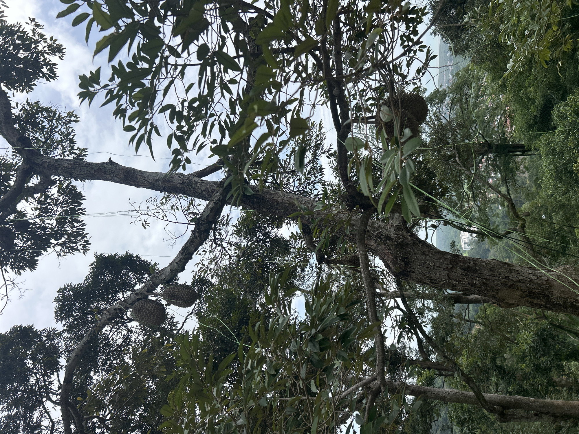 A low-angle, full shot captures a mature durian tree with several spiky durian fruits hanging from its branches against a cloudy sky. The tree's thick, gnarled trunk is visible, with broad branches extending outwards, laden with dark green foliage. Some of the durians are supported by thin, light green strings, suggesting cultivation or a method to prevent them from falling. In the background, a lush, green, hilly landscape unfolds, with a distant view of a town or city featuring buildings and a winding road. The overall impression is one of abundant natural growth and agricultural activity in a tropical setting, likely in or around George Town, Malaysia, given the presence of durian trees in the region. There are no people or animals visible in the frame.