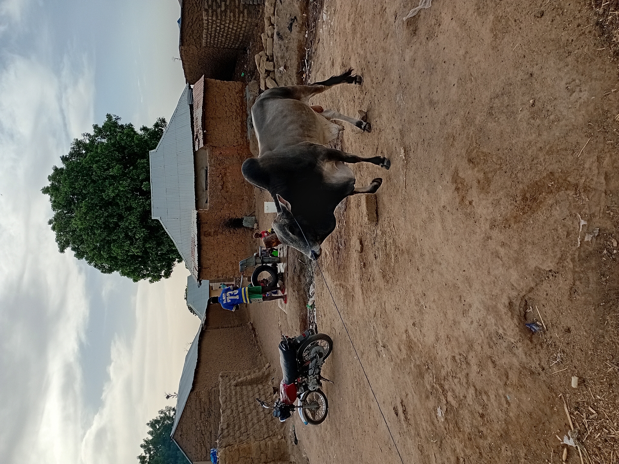 A bull lies on its side on a dirt ground in Nata-Ala, Nigeria. In the background are buildings with tin roofs and brown walls. A motorcycle and a person wearing a blue jersey with the number 73 are also visible. The sky is cloudy, and a large tree is present.