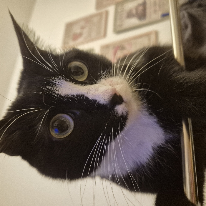 A black and white cat peers down, head tilted, eyes wide and round. The cat clings to a silver pole on its right side. A sharp black ear is prominent on the left. The cat has a pink nose and long white whiskers. Soft white fur accents its chest and face. In the background, blurred framed images are visible. The cat's quirky perspective dominates the frame.
