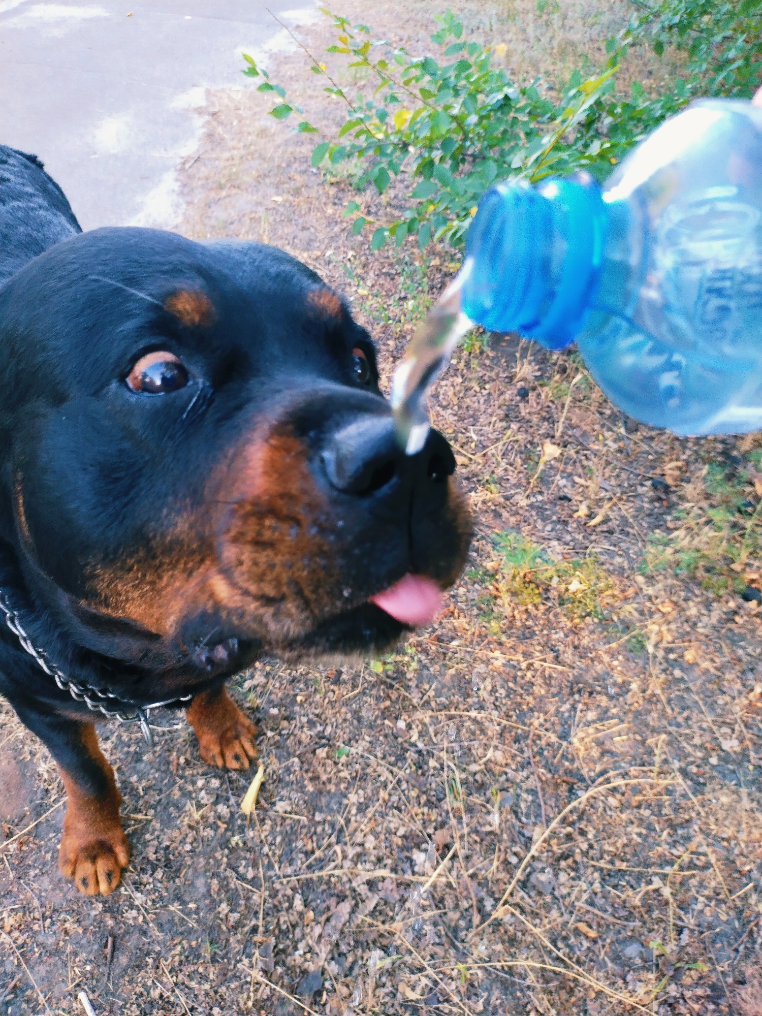 In Horishni Plavni, Ukraine, a Rottweiler is presented in a close-up shot, looking up as water is poured from a blue-capped plastic bottle towards its snout. The dog's tongue is slightly extended, suggesting it is catching the falling water. Its eyes are wide and alert, with a curious and slightly playful expression. The dog wears a silver chain collar.
The scene is outdoors, with dry, gravelly ground covered in small stones and scattered dry leaves and twigs. In the background, there are green leafy bushes, indicating an outdoor environment, possibly a park or a natural area. The lighting suggests it could be daytime, with the sunlight reflecting off the water and the bottle.
No visible text is present in the image, beyond what might be on the bottle, which is out of focus. The overall mood is casual and caring, showing an interaction between a person (implied by the hand holding the bottle) and the dog, providing refreshment.