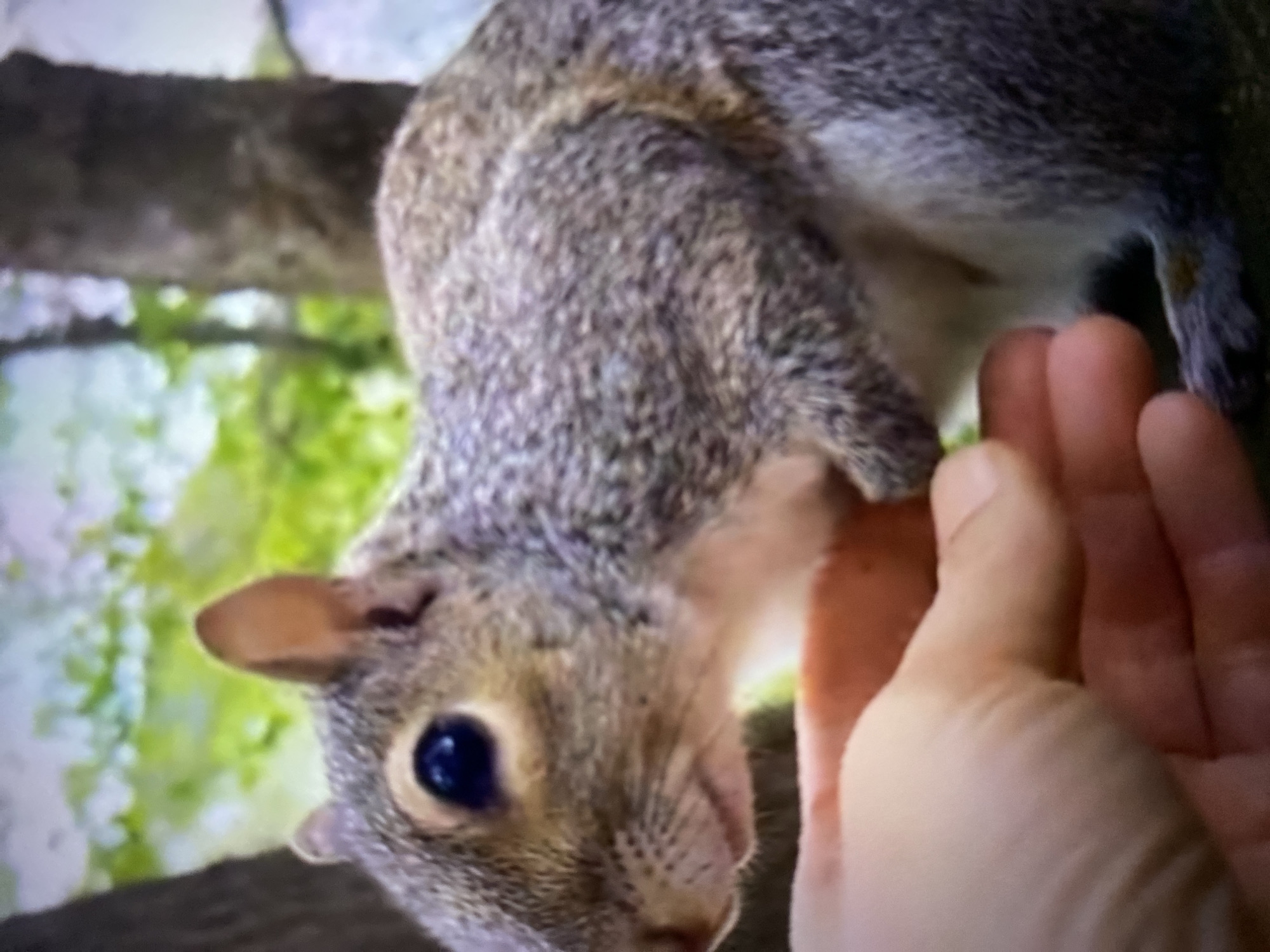 A grey squirrel is being hand-fed. The squirrel is leaning forward to take food from a person's hand. The background shows a tree branch and green foliage. The location is Tinaquillo, Venezuela.