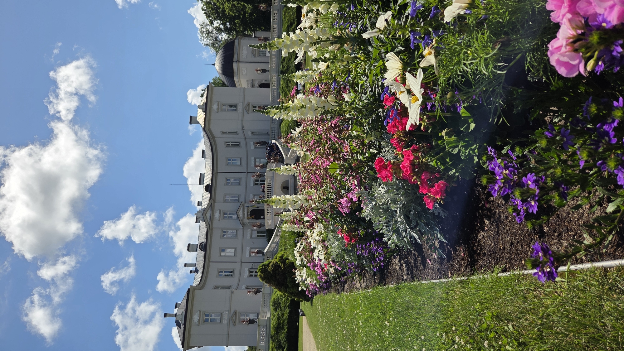 The image depicts a grand, pale grey manor house with a curved facade, multiple chimneys, and a dark domed structure to the right, set against a bright blue sky with fluffy white clouds. In the foreground, a vibrant flower bed bursts with a variety of colorful blooms, including tall white snapdragons, pink and magenta flowers, white daisies, and purple flowers. A neatly manicured green lawn borders the flower bed on the left, with a metal edge separating it from the garden path. The manor house appears to be the Tiškevičiai Palace in Palanga, Lithuania, given the architectural style and the presence of extensive gardens often associated with the palace.