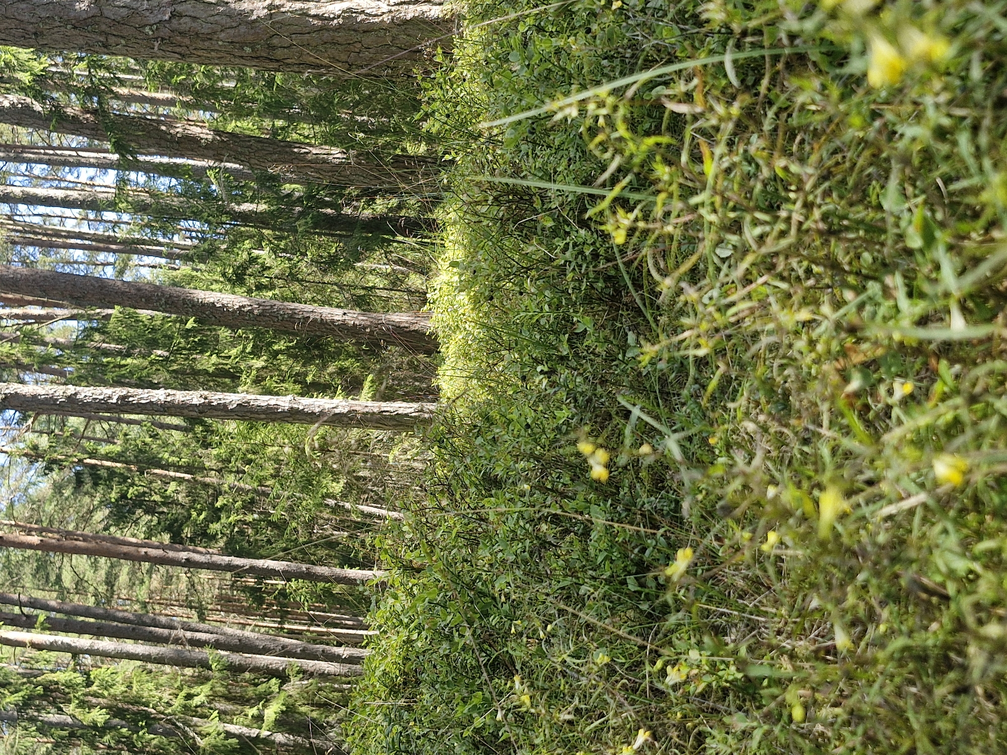 This is an eye-level, medium-shot photograph taken in a forest in Mērsrags, Latvia. The foreground is filled with dense, green undergrowth, including small leafy bushes and tall grasses, with a few small yellow wildflowers scattered throughout. The undergrowth is illuminated by sunlight filtering through the trees, creating bright patches. In the background, a dense stand of tall pine trees rises vertically. The sunlight creates a dappled effect on the tree trunks and the forest floor. The overall scene depicts a natural forest environment.