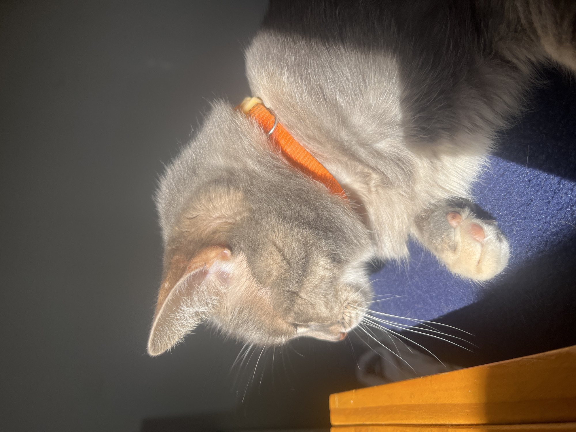A gray cat with an orange collar lies in a patch of sunlight on a blue blanket near a wooden surface. The cat is facing away from the camera, with its head resting near the edge of the wooden surface. The location is unknown and cannot be determined based on this image.