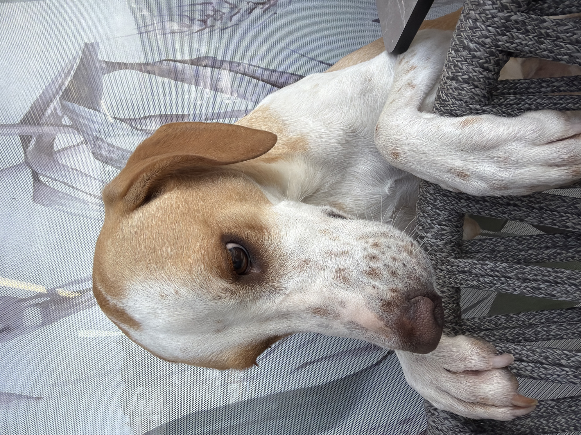 A close-up, diagonal shot captures a tan and white dog resting comfortably. The dog has short fur, with distinct tan markings on its head and ears, and primarily white fur on its muzzle, chest, and paws. Light brown spots are visible on its white muzzle and forelegs. Its right eye, dark and expressive, is open and looking directly at the viewer, suggesting a calm and relaxed demeanor.
The dog is lying partially on a piece of furniture, indicated by a coarse, dark grey and black woven material resembling thick rope or braided fabric, which is visible on the right side of the frame and around the dog's paws. The background behind the dog is a light-colored, finely perforated mesh or screen, through which indistinct, blurry light-toned shapes can be faintly discerned. The bright and even illumination suggests the photograph was taken during the daytime. There is no visible text in the image. The scene conveys a peaceful moment of rest for the animal.