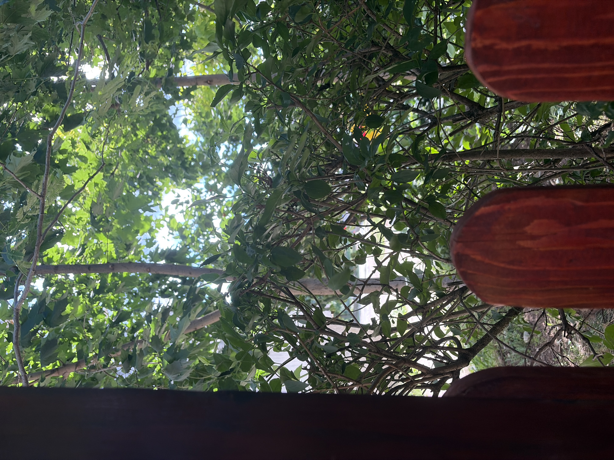 The image depicts a view through a wooden fence, looking out onto lush green foliage and trees. The wooden fence posts in the foreground are reddish-brown and have a rounded top. Beyond the fence, a dense canopy of green leaves and branches is visible, with sunlight filtering through, creating bright highlights. The scene appears to be outdoors, possibly in a garden or park setting. The location is identified as Vratsa, Bulgaria.