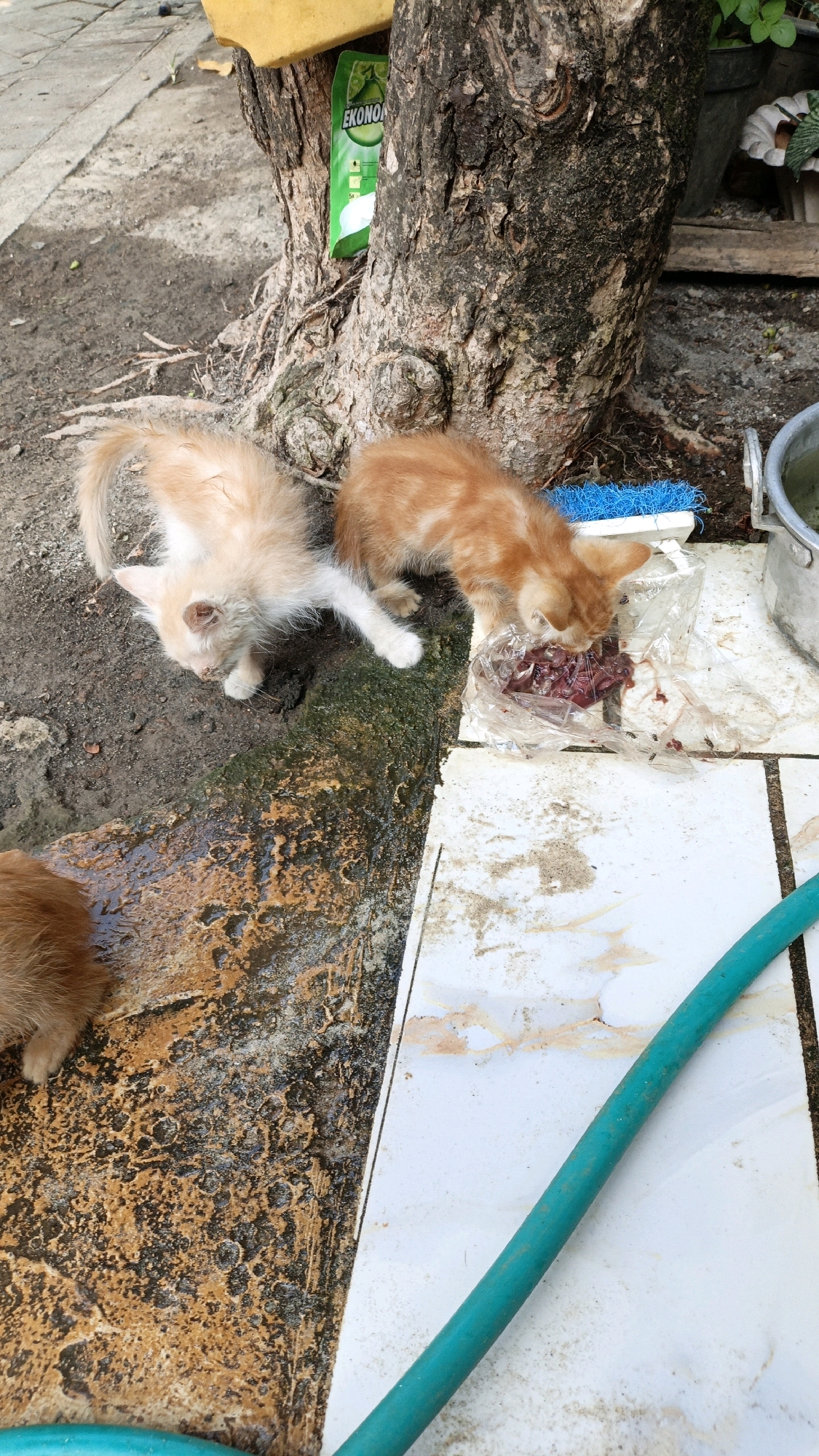 The image depicts an outdoor scene at ground level, possibly in a yard or alleyway, in Cikal, Indonesia. The primary subjects are three young kittens. One ginger kitten is actively eating raw meat from a plastic bag on a tiled surface. Another pale ginger kitten stands nearby, also looking towards the food. A third kitten, with ginger fur, is partially visible at the bottom left of the frame, appearing to be grooming itself.
The environment includes a tree trunk with visible roots, a patch of damp, textured ground with mossy growth, and a tiled area. A green garden hose snakes across the tiled surface. In the background, a green packet with "EKONOA" written on it is attached to the tree. A metal bucket is also visible on the right side of the image. The lighting suggests it is daytime.
