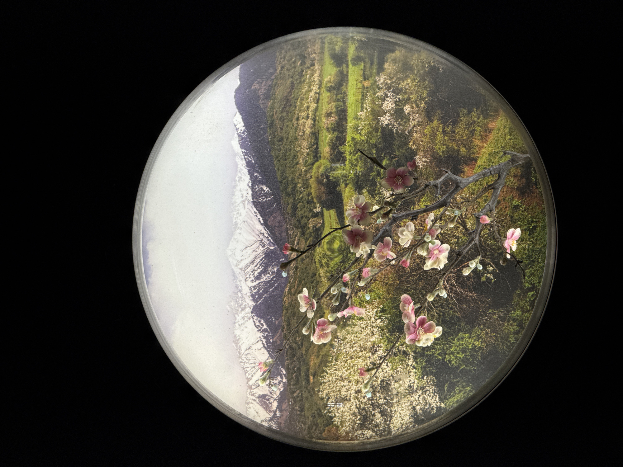 A circular image in a dark background contains an image of a mountain range covered in snow on the left, transitioning into green fields and forests on the right, all viewed through a rounded lens. A branch with pink and white blossoms is overlaid on the landscape.