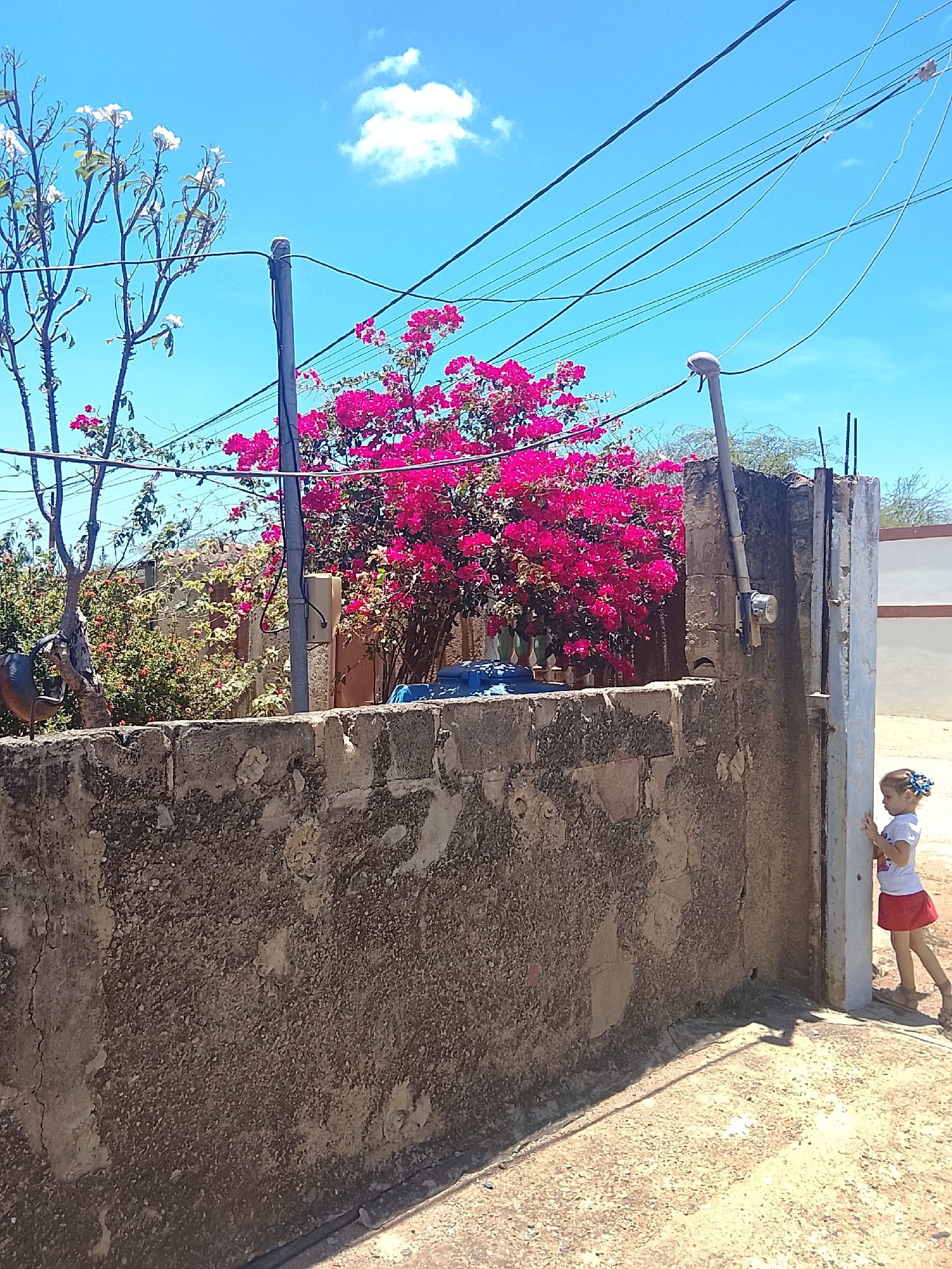 A medium shot captures a young girl standing near a light-colored wall and a worn, textured concrete wall. The sky above is a clear blue with scattered white clouds. Overhead, multiple electrical wires stretch across the frame. Behind the concrete wall, a vibrant pink bougainvillea plant blooms, along with other green vegetation and a tree with white flowers. A utility pole is visible, attached to the wall. The location appears to be an urban or suburban area, possibly a street or sidewalk.