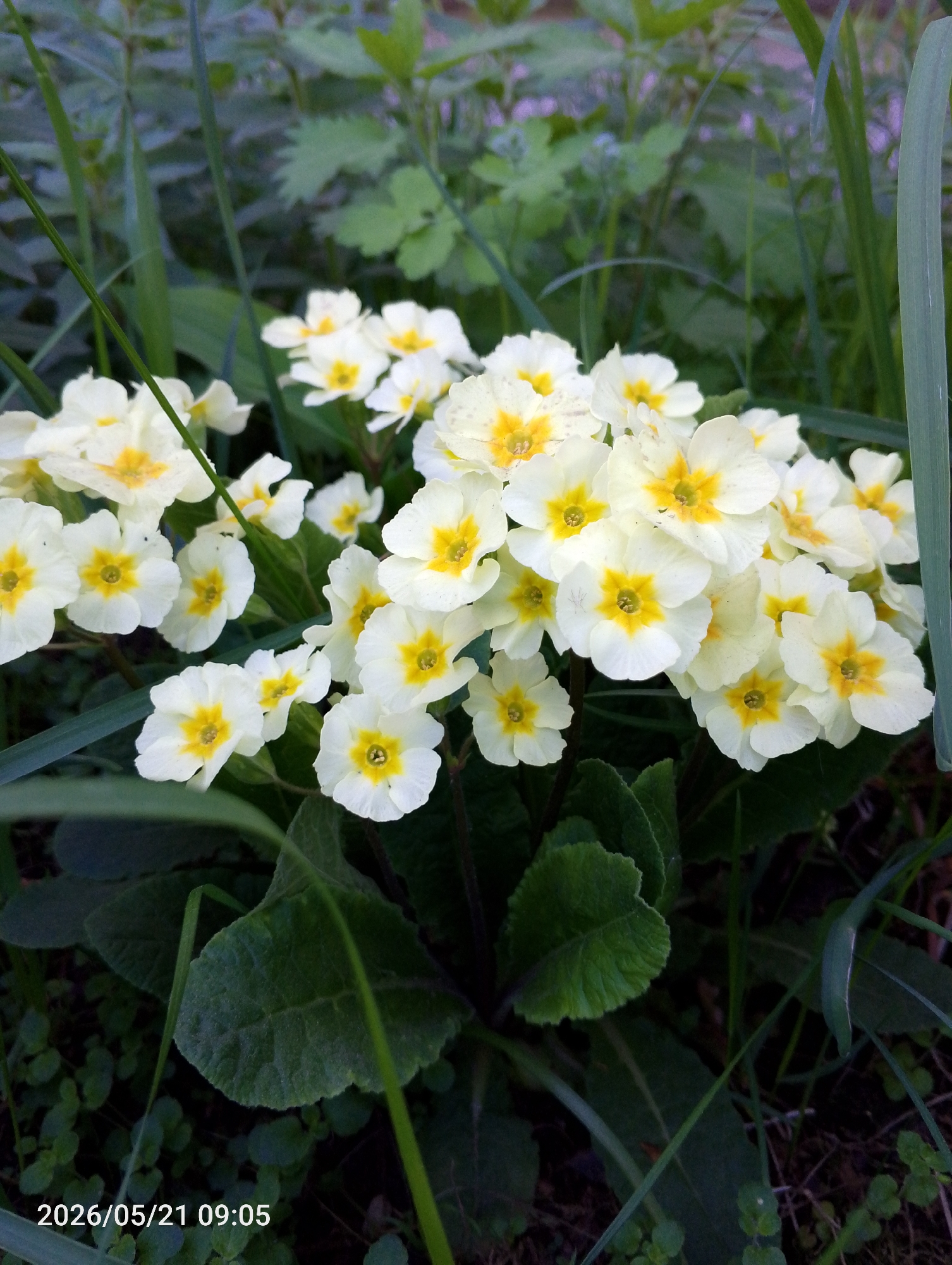 The image depicts a cluster of pale yellow primrose flowers with bright yellow centers growing amidst green grass and foliage. The flowers are in focus, while the surrounding vegetation is slightly blurred. The date "2026/05/21 09:05" is stamped on the bottom left corner of the image. There are no people visible. Location information (Chaikovsky, Russia) is not discernable from the image itself.