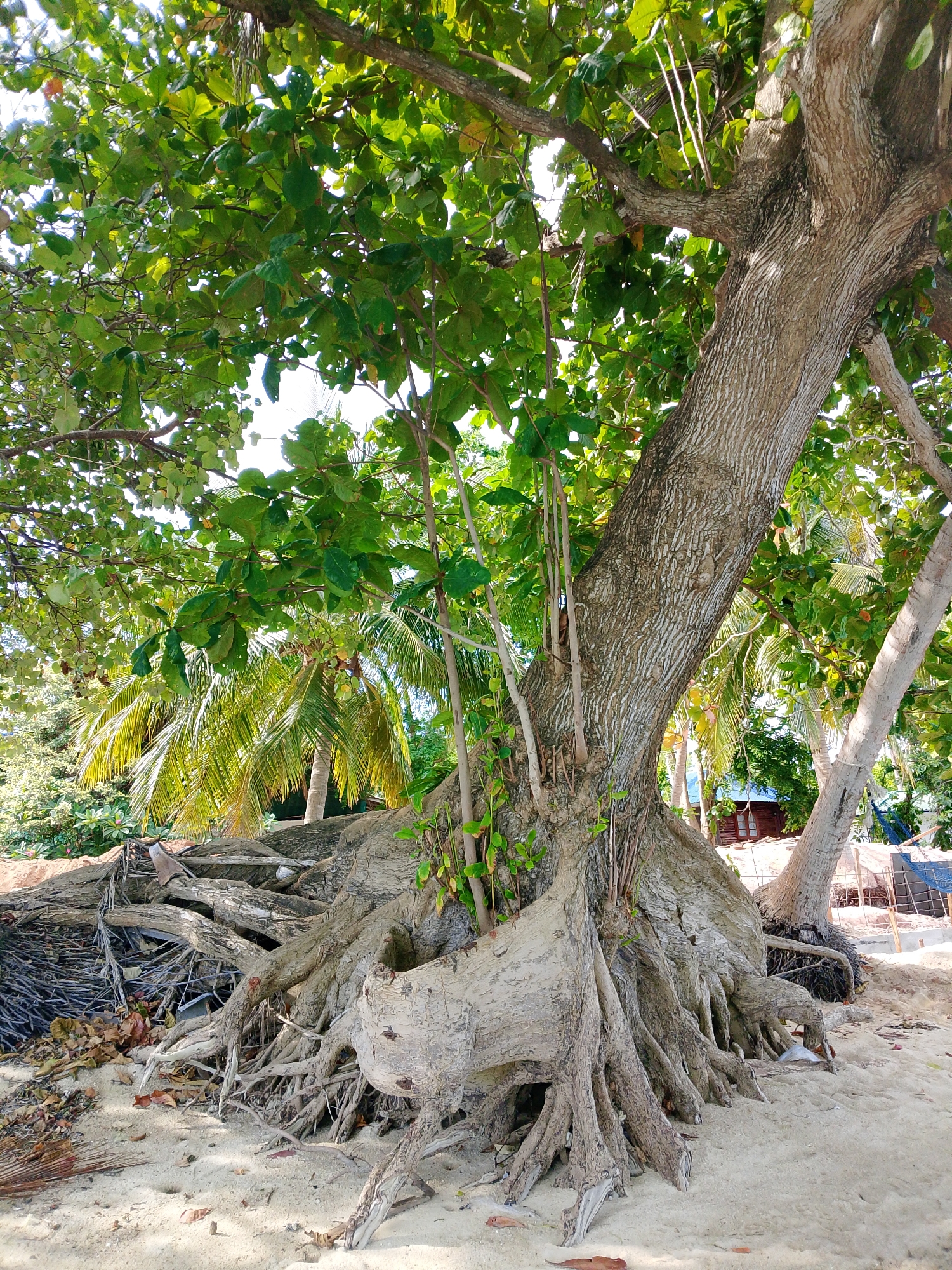 This image depicts a large tree with exposed, gnarled roots on a sandy beach in Koh Phangan, Thailand. The tree's trunk is thick and textured, with branches extending upwards, covered in lush green leaves that form a canopy. Several smaller, thin branches and vines are intertwined with the main trunk and roots. In the background, palm trees with their distinctive fronds are visible, along with glimpses of a small wooden building and some construction materials, suggesting development or renovation in the area. The ground is covered in light-colored sand, scattered with dry leaves and palm fronds. The overall scene conveys a natural, tropical environment.