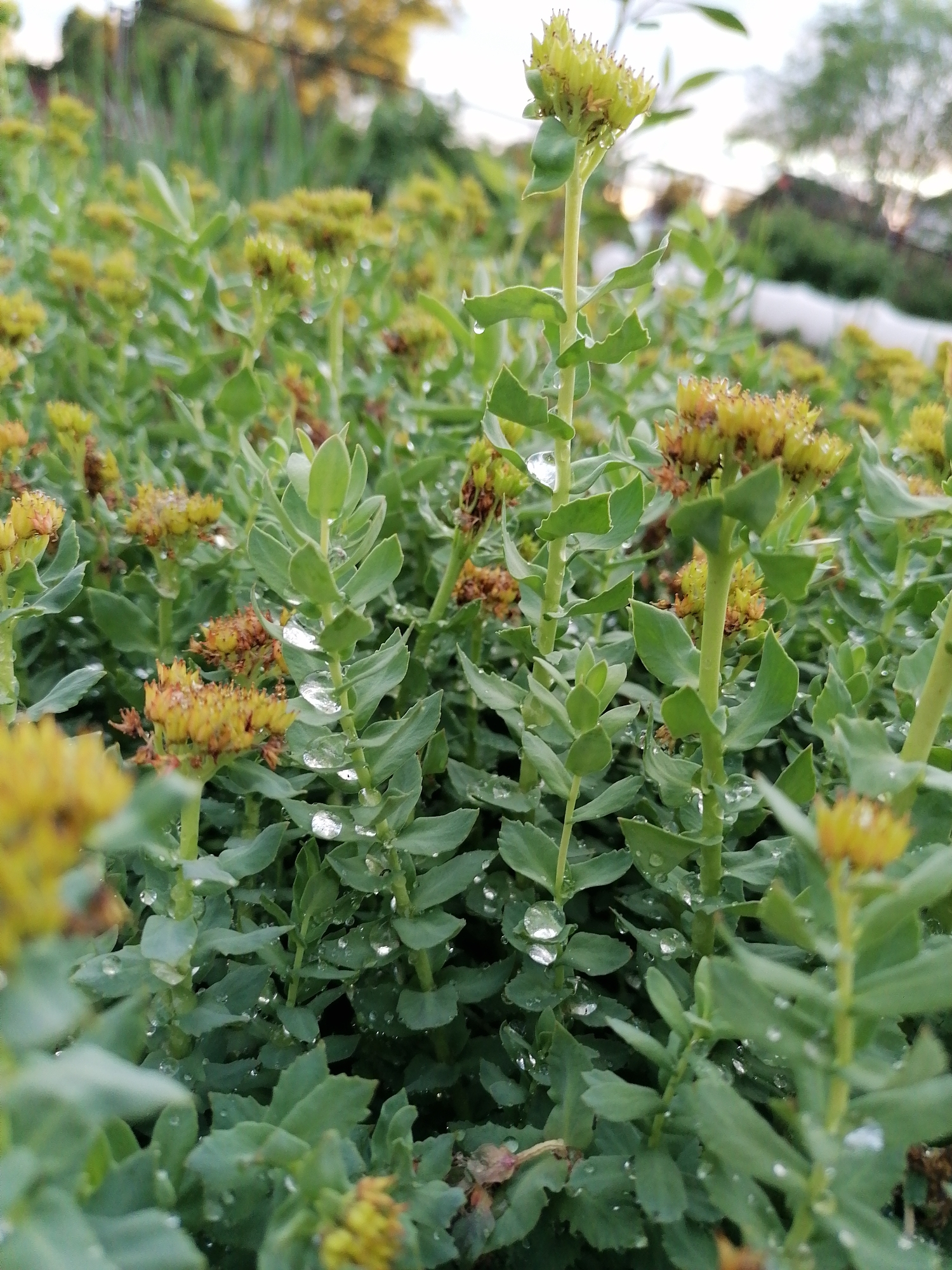 The image shows a close-up view of a patch of Rhodiola plants covered with dew drops. The plants are characterized by their fleshy, green leaves that grow in pairs along the stems, and their clusters of small, yellow flowers at the top. The dew drops are visible on the leaves and stems, creating a glistening effect. The background is blurred, suggesting an outdoor setting with other plants and structures in the distance. The location of the scene is Unknown, Unknown.
