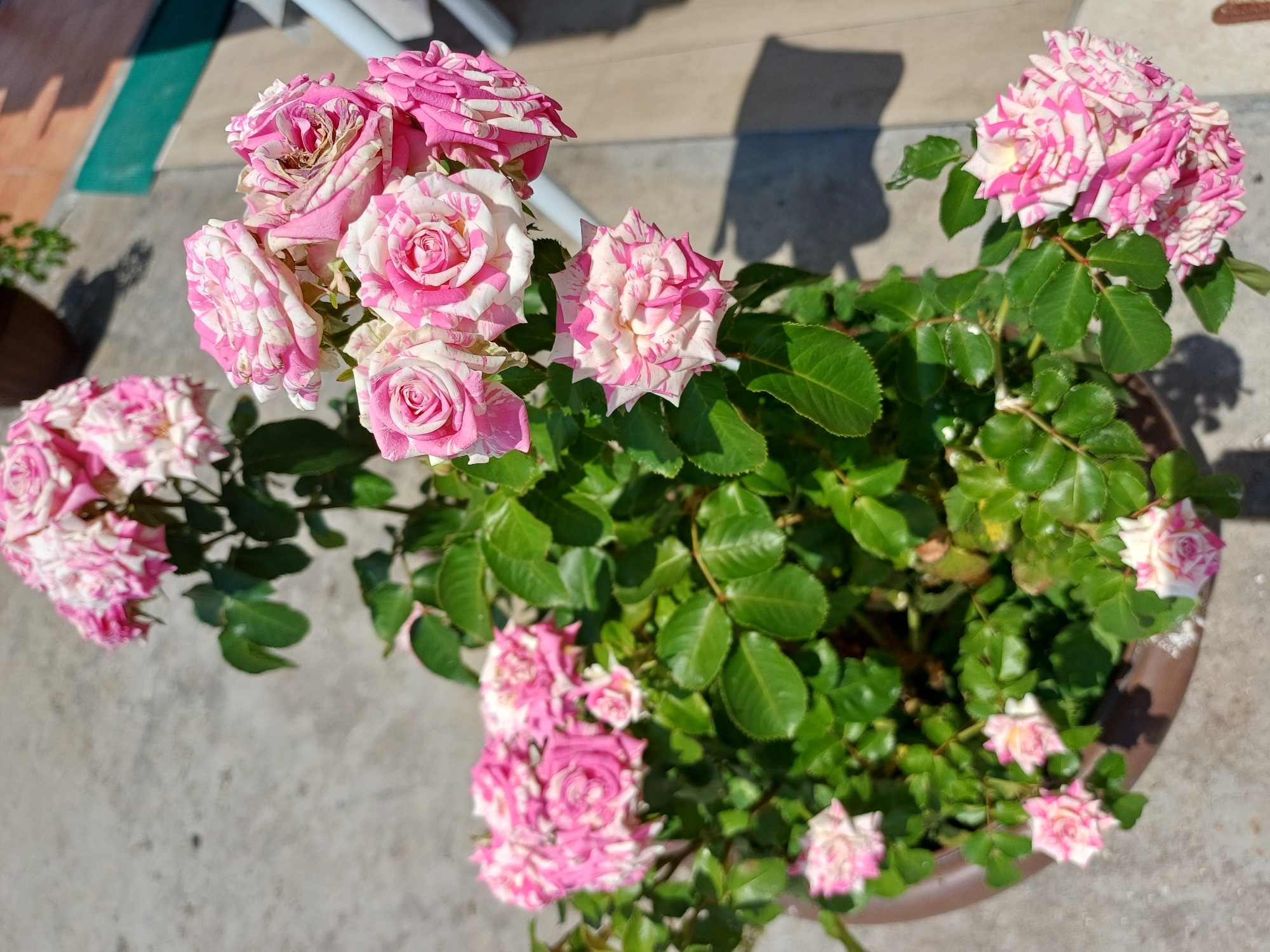 A potted rose bush with pink and white variegated flowers is shown outdoors in direct sunlight. The roses are in various stages of bloom, with some fully open and others still developing. The plant is situated in a brown pot on a concrete surface, likely a patio or walkway. In the background, a dark brown pot and some green foliage are visible, along with a portion of a building with a teal-colored step. The image appears to be taken in a city setting in Sochi, Russia, given the sunlight, outdoor environment, and implied urban context.