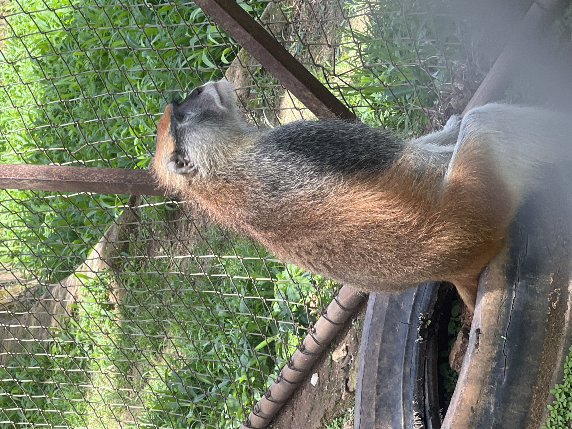 A monkey with reddish-brown fur on its torso and grayish-white fur on its head and tail rests inside what appears to be a tire. The monkey is enclosed in a chain-link fence. The environment includes vegetation visible through the fence. The location is likely a zoological garden or wildlife sanctuary, based on the enclosure and the presence of the monkey, and this location is in Jos, Nigeria.