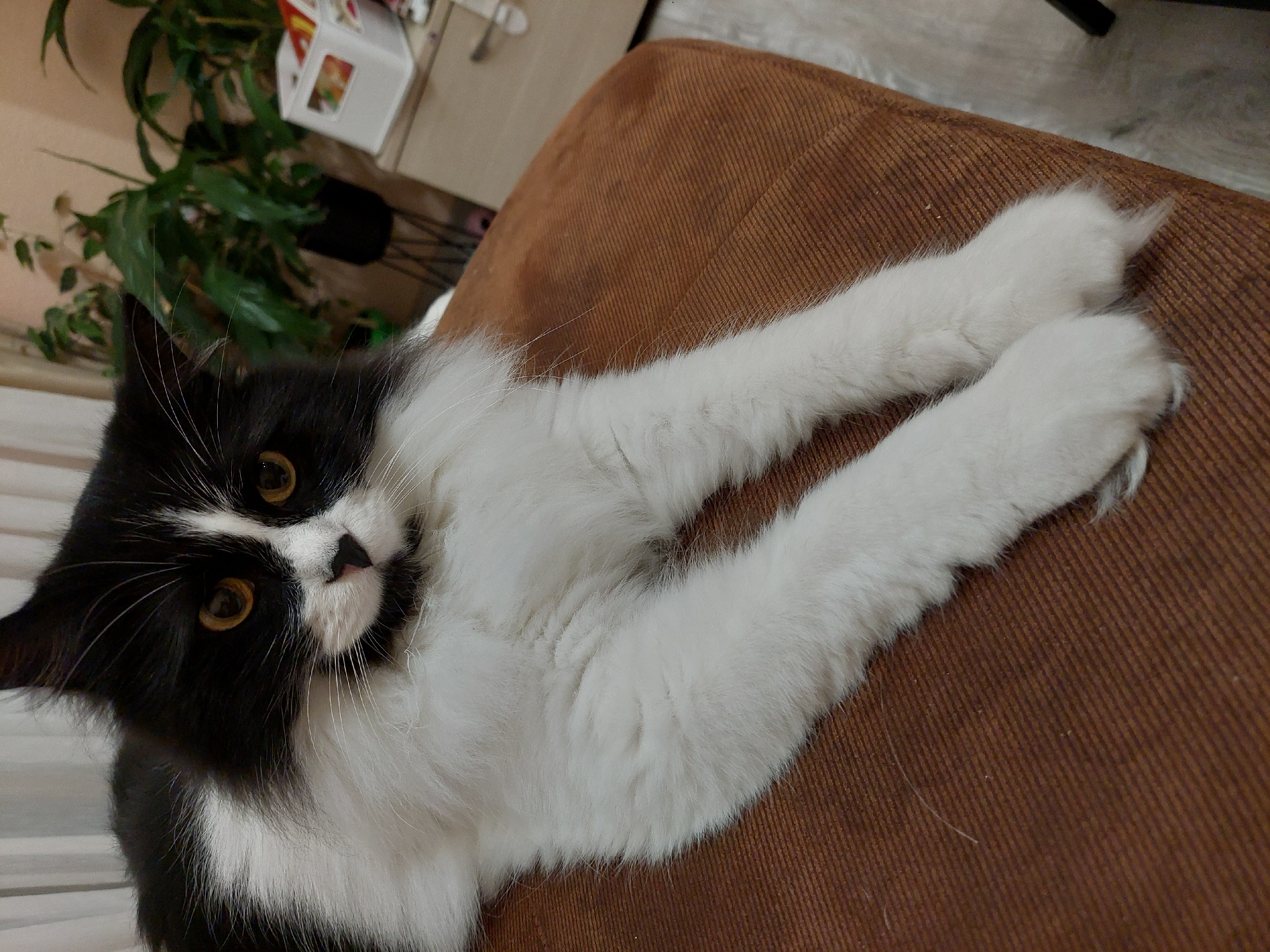 A medium, eye-level shot features a black and white cat lying on a brown, textured surface that could be a chair or cushion. The cat's head is positioned in the lower left corner of the frame, and it is looking directly at the camera. Its paws are stretched out across the brown surface.
The background includes a potted green plant and other objects out of focus, suggesting an indoor setting. The location within Plovdiv, Bulgaria is not discernible from the provided visual information.