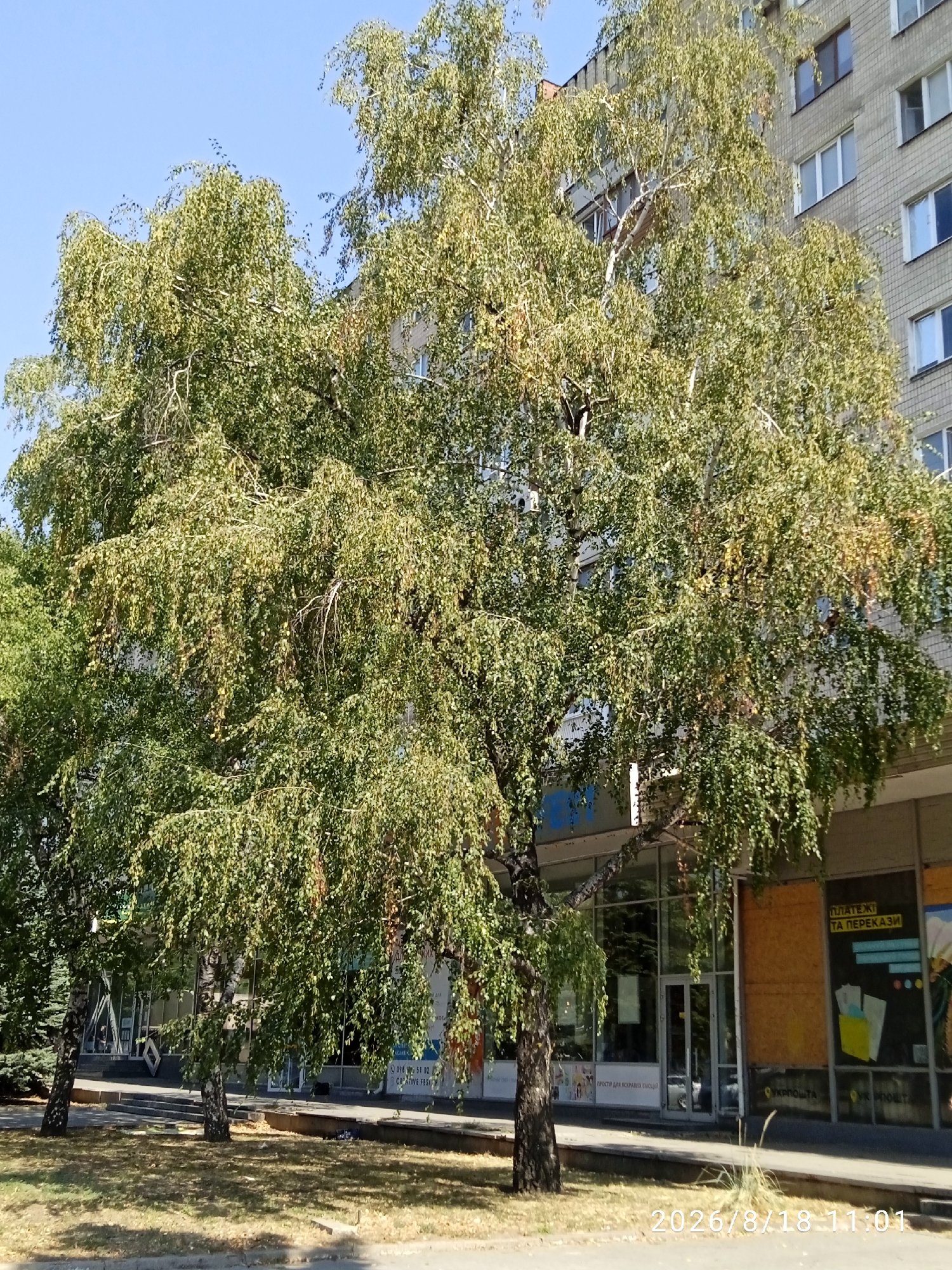 A medium shot captures a large birch tree with weeping branches in front of a building on a sunny day. The tree's light-colored bark and abundant green leaves dominate the foreground and midground, with some leaves appearing to be turning yellow. Behind the tree, a multi-story building with a light-colored brick facade and numerous windows is visible. The lower portion of the building features storefronts with glass windows, one of which has yellow text that appears to say "ПЛАТЕЖІ ТА ПЕРЕКАЗИ" and another smaller text in Ukrainian on a white poster. The ground in front of the building is paved with a sidewalk, and beyond that, a patch of grass covered with fallen leaves. A timestamp in the bottom right corner reads "2026/8/18 11:01". The sky is clear and blue.