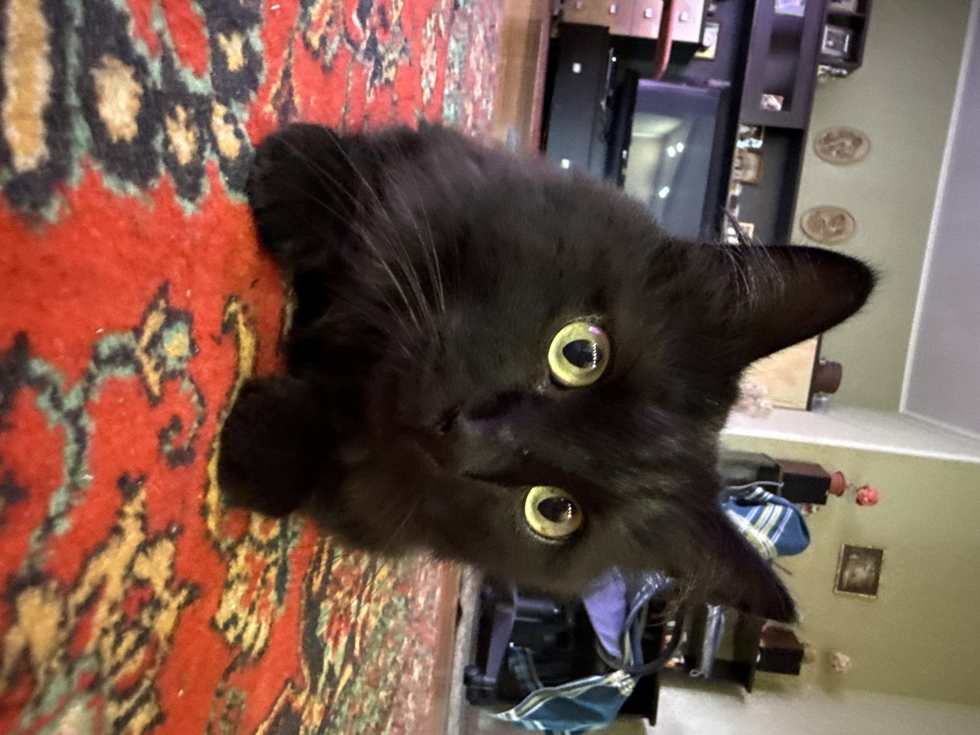 A black kitten with yellow eyes is looking at the camera while lying on a red Persian rug. The kitten is in the foreground, and its head takes up most of the frame. In the background, a shelf with various items, a television, and part of a room can be seen. The room appears to be a living room or study. The image was taken in Bor, Russia.