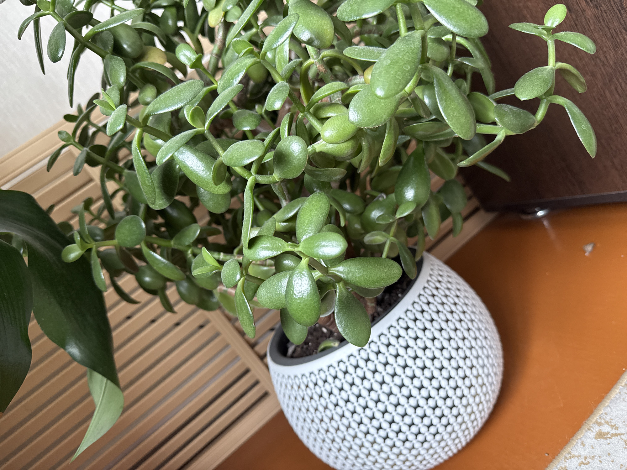 A jade plant is in a white patterned pot on an orange surface. The plant has thick, green, oval-shaped leaves and is positioned on the left side of the frame. Behind the plant and pot, a wooden slatted shelf is visible. To the right of the plant and pot, a dark brown surface forms the background. The scene is indoors, likely in a home or office. The location is not specified as Krasnogorskoye, Russia.