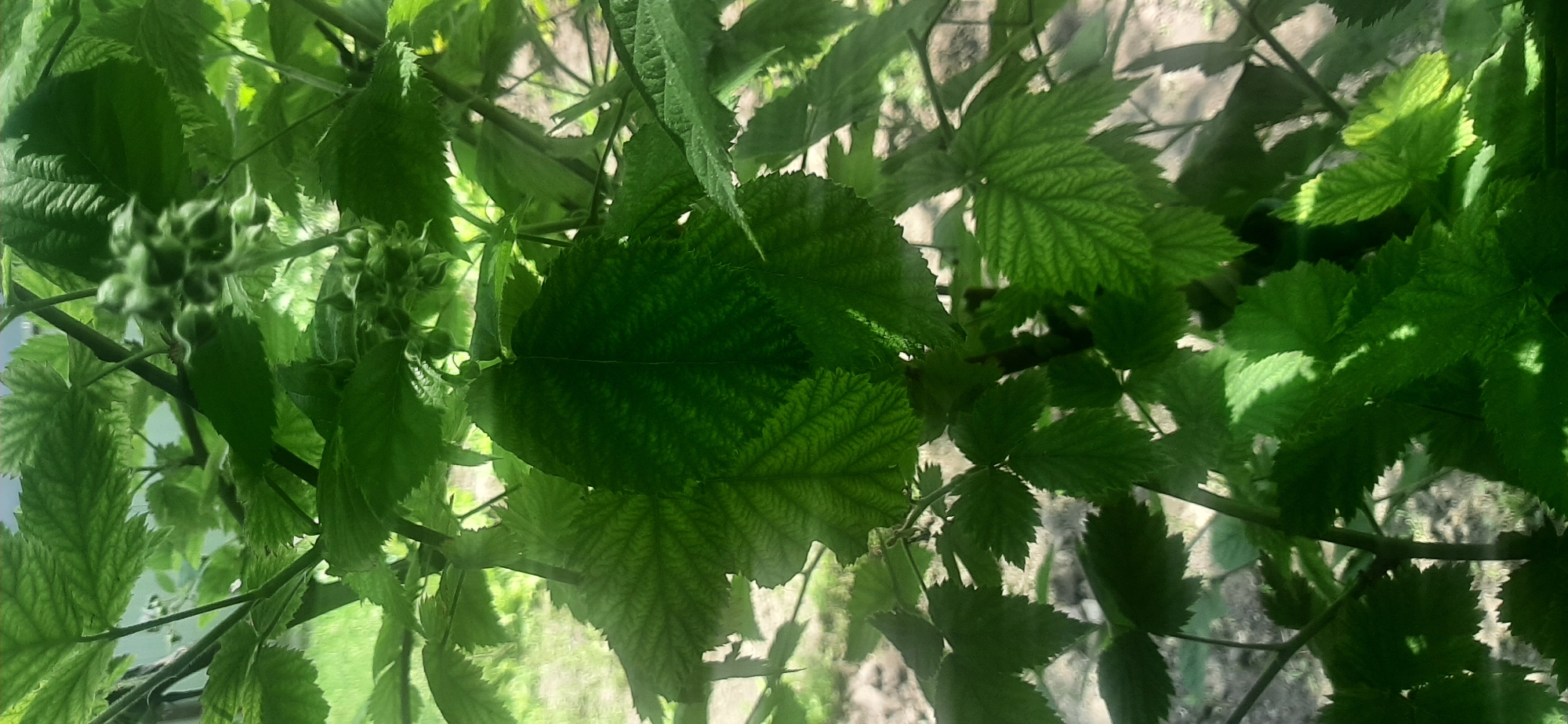 The image shows a close-up of green raspberry leaves and developing berries. The foliage is dense and forms a canopy, with some leaves in sharp focus and others blurred due to depth of field. Sunlight filters through the leaves, creating dappled light and shadow patterns. In the background, a blurry expanse of green, likely grass, is visible. The scene suggests an outdoor environment, possibly a garden or natural setting, in Yessentukskaya, Russia. No people or specific human actions are depicted.