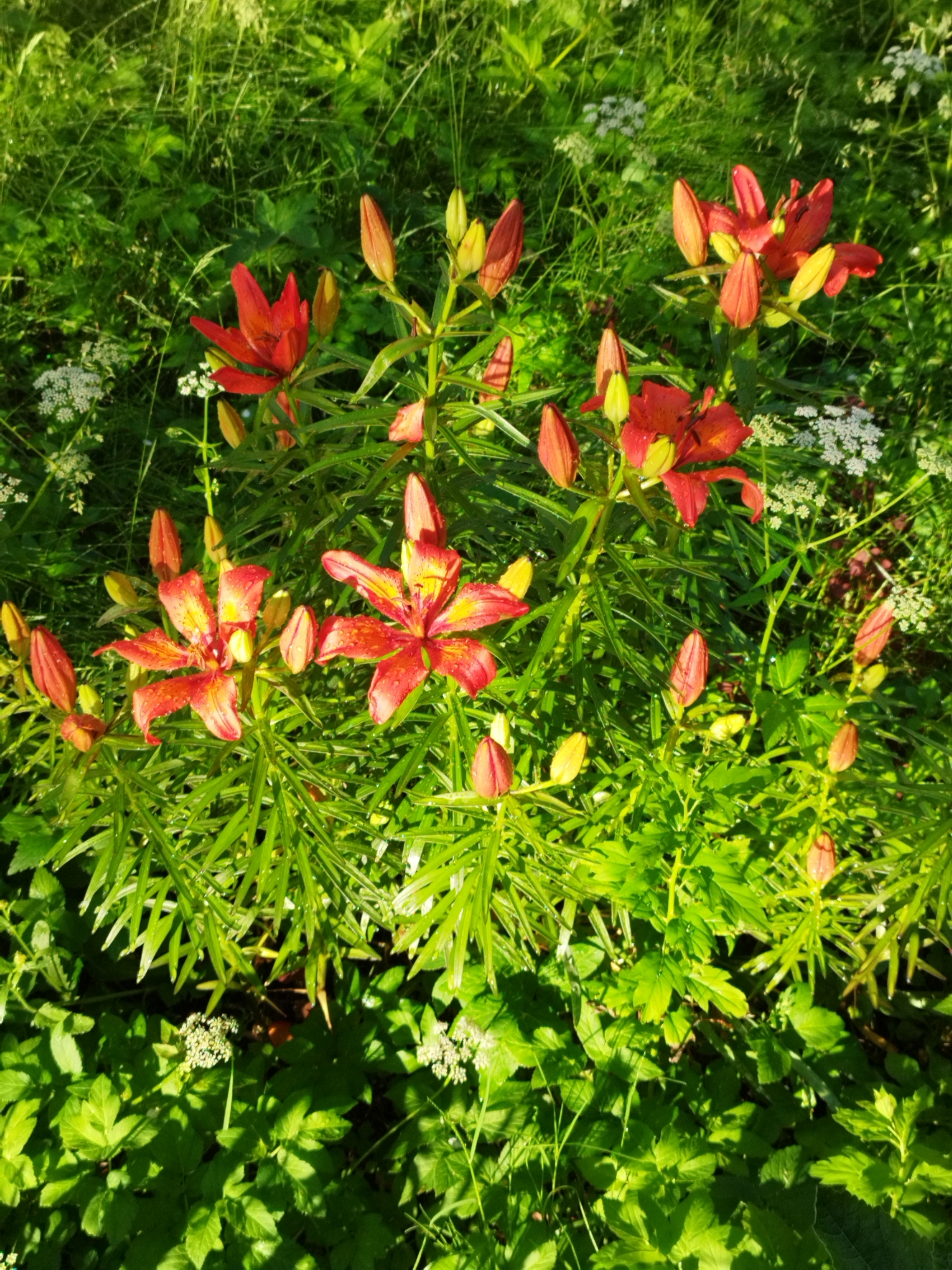 The image shows a close-up view of several red and yellow lilies with water droplets on their petals, surrounded by lush green foliage and some small white flowers. The scene appears to be a garden in a natural setting, possibly a park or backyard, with sunlight filtering through the leaves, creating dappled light and shadow. There are no people or animals visible in the image. The overall impression is one of natural beauty and tranquility. However, without further information or context, it is impossible to determine the specific location within Saint Petersburg, Russia.