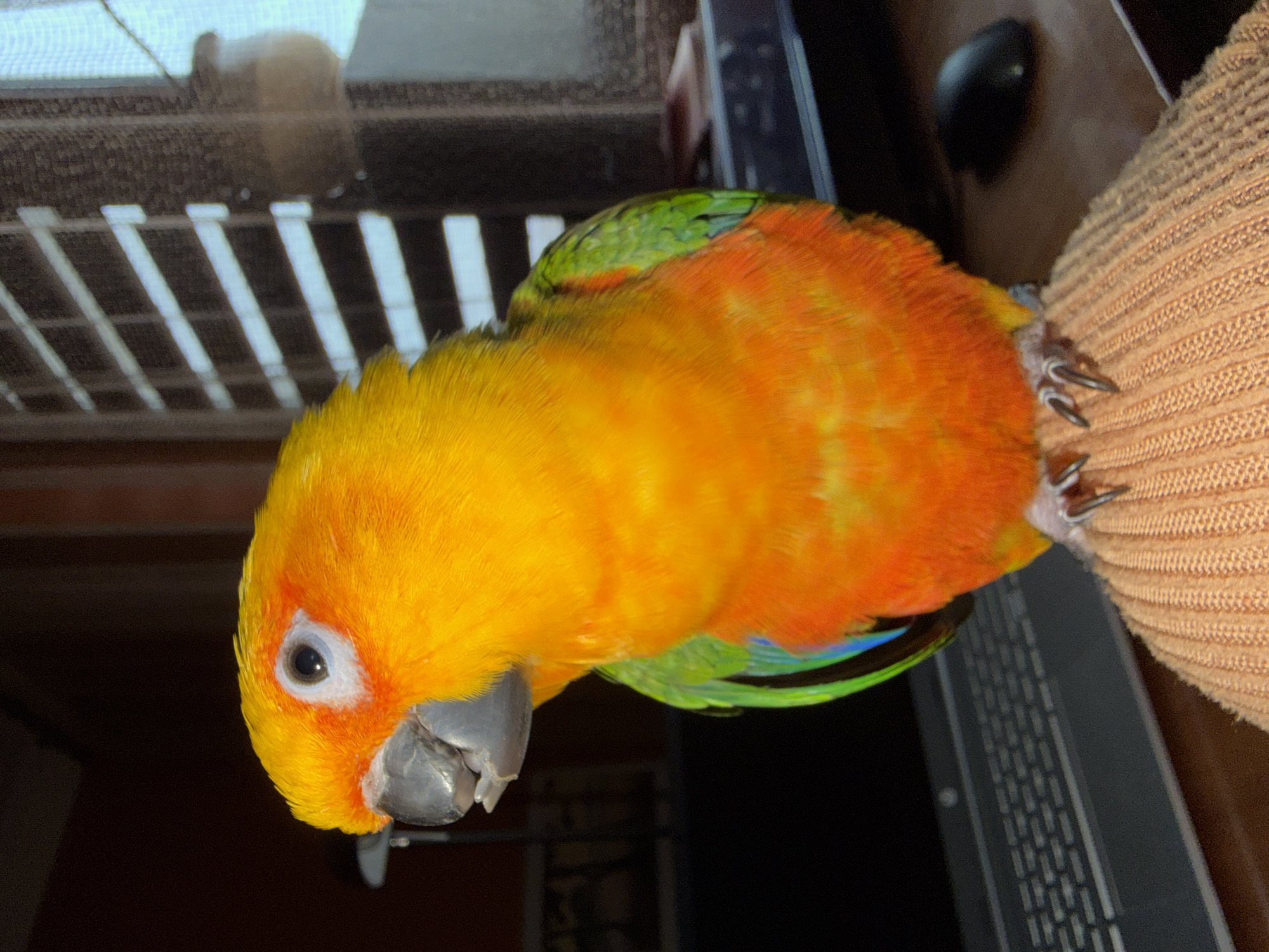 A close-up, eye-level shot features a vibrant Sun Conure parrot perched on a tan, textured surface. The parrot has bright yellow feathers on its head and neck, transitioning into orange and red on its body, with patches of green and blue on its wings and tail. It is looking slightly down and to the left, with its beak slightly open. The background includes a window with a white slat pattern and a dark object that appears to be a computer mouse. The scene is illuminated, but the overall lighting is slightly dim. The location is unknown.