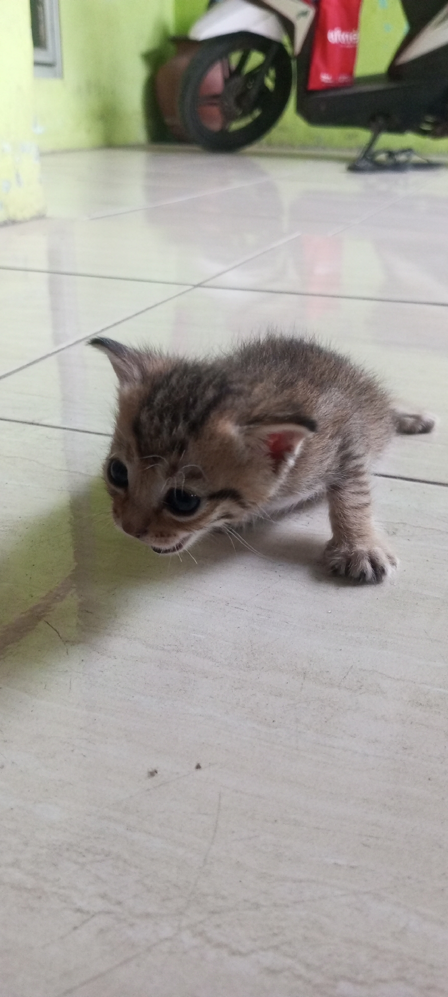 A very young tabby kitten is in the foreground, positioned on a tiled floor. The kitten's body is angled to the left, with its head turned slightly to the viewer's left. It has large, dark eyes, pointed ears, and its mouth is slightly open, revealing tiny teeth and a pink tongue. Its fur is a mix of brown and gray tabby stripes. The kitten's front right paw is visible, resting on the floor. The background shows a blurry, light green wall and what appears to be a motorcycle with a red bag attached. The tiled floor has a pattern of light-colored squares with darker grout lines. The scene is set indoors, likely within a home or covered area. This image was captured in Lubangbuaya, Indonesia.