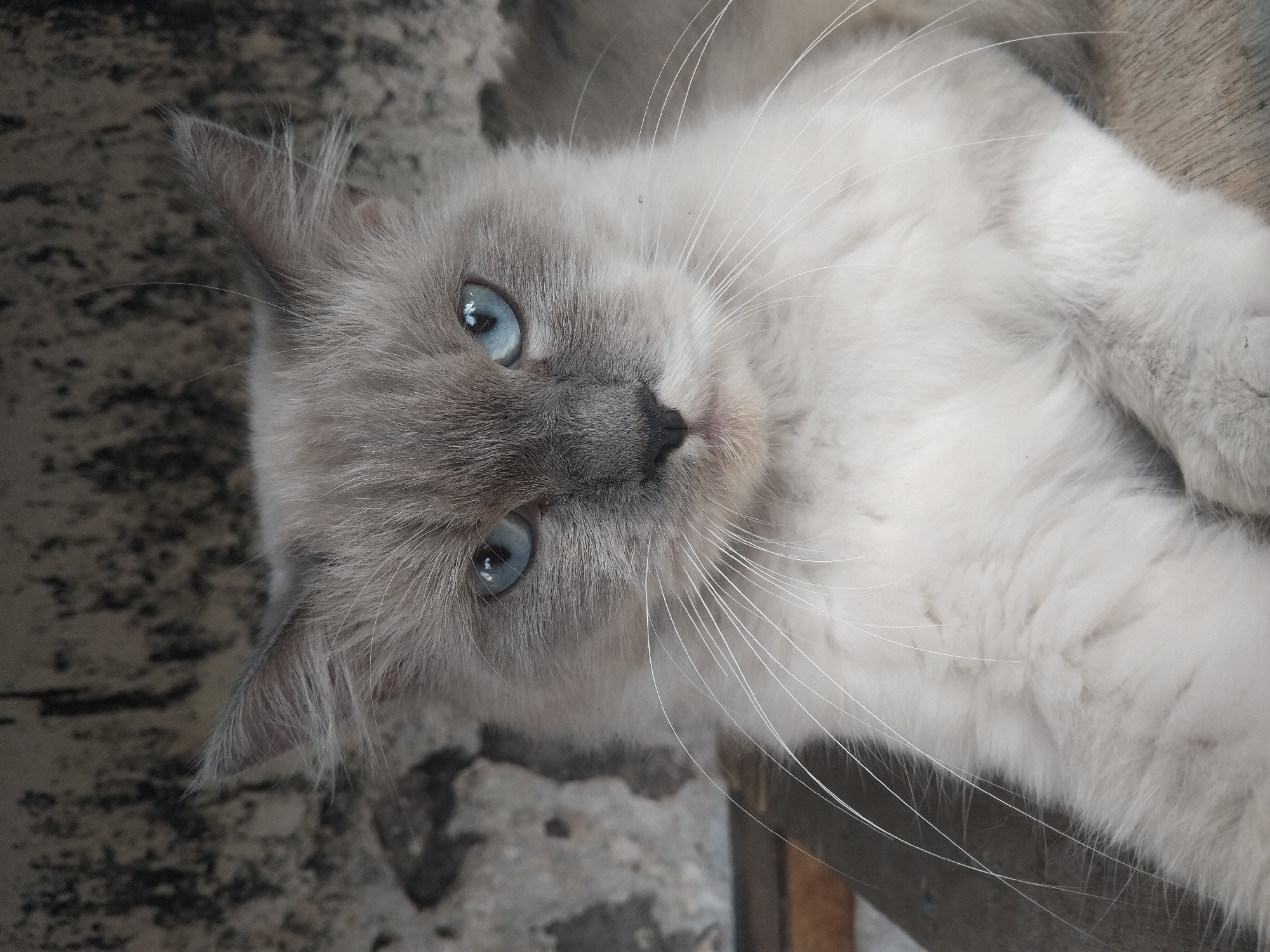 The image shows a close-up portrait of a fluffy, light gray cat with striking blue eyes. The cat is looking directly at the camera with a neutral expression. Its fur is long and soft, with some darker gray markings on its face. The background appears to be a textured, light-colored wall, possibly made of stone or concrete. The lighting is soft and natural, highlighting the cat's features. The image was captured in Tempeh, Indonesia.