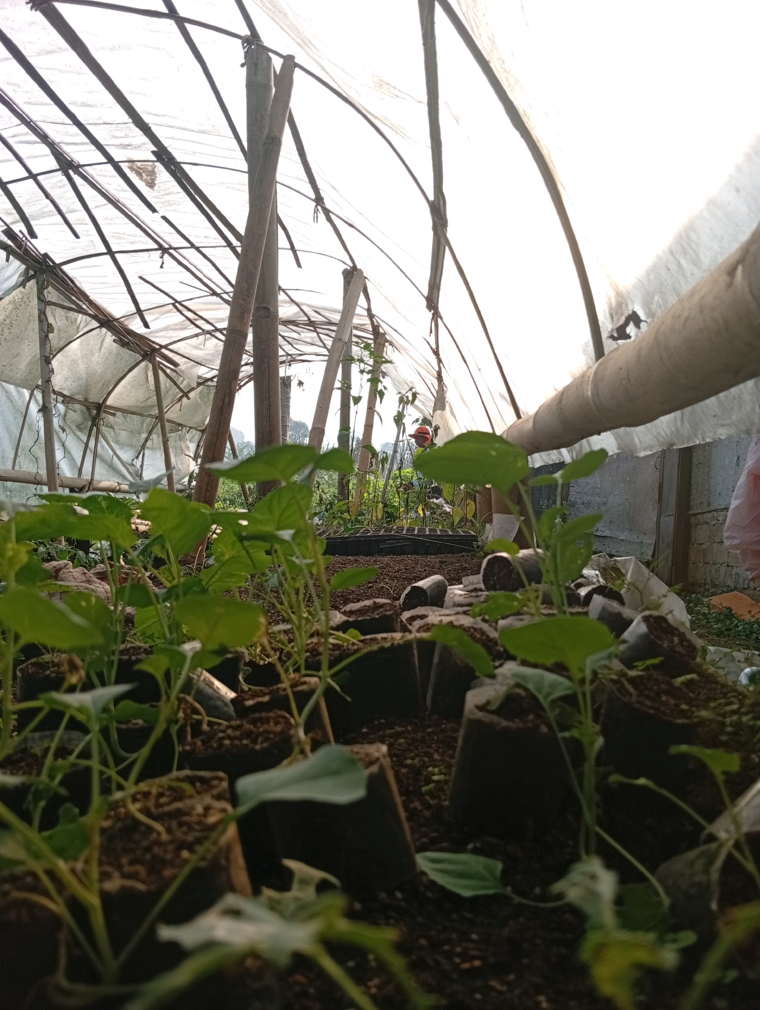A low-angle shot inside a greenhouse in Ciherang, Indonesia, reveals rows of young plants in small pots. The greenhouse structure is visible, made of bamboo poles and covered with translucent plastic sheeting, through which a bright sky is seen. In the foreground, several small green plants with broad leaves are in focus, emerging from dark soil in biodegradable pots. The background shows more plants and the rustic construction of the greenhouse.